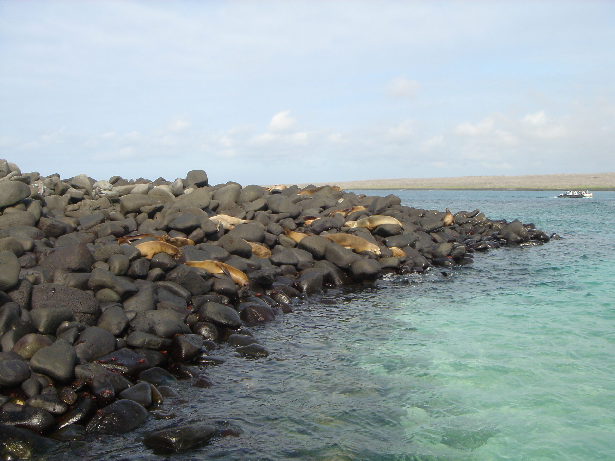 Sea Lions lounging on Espanola Island