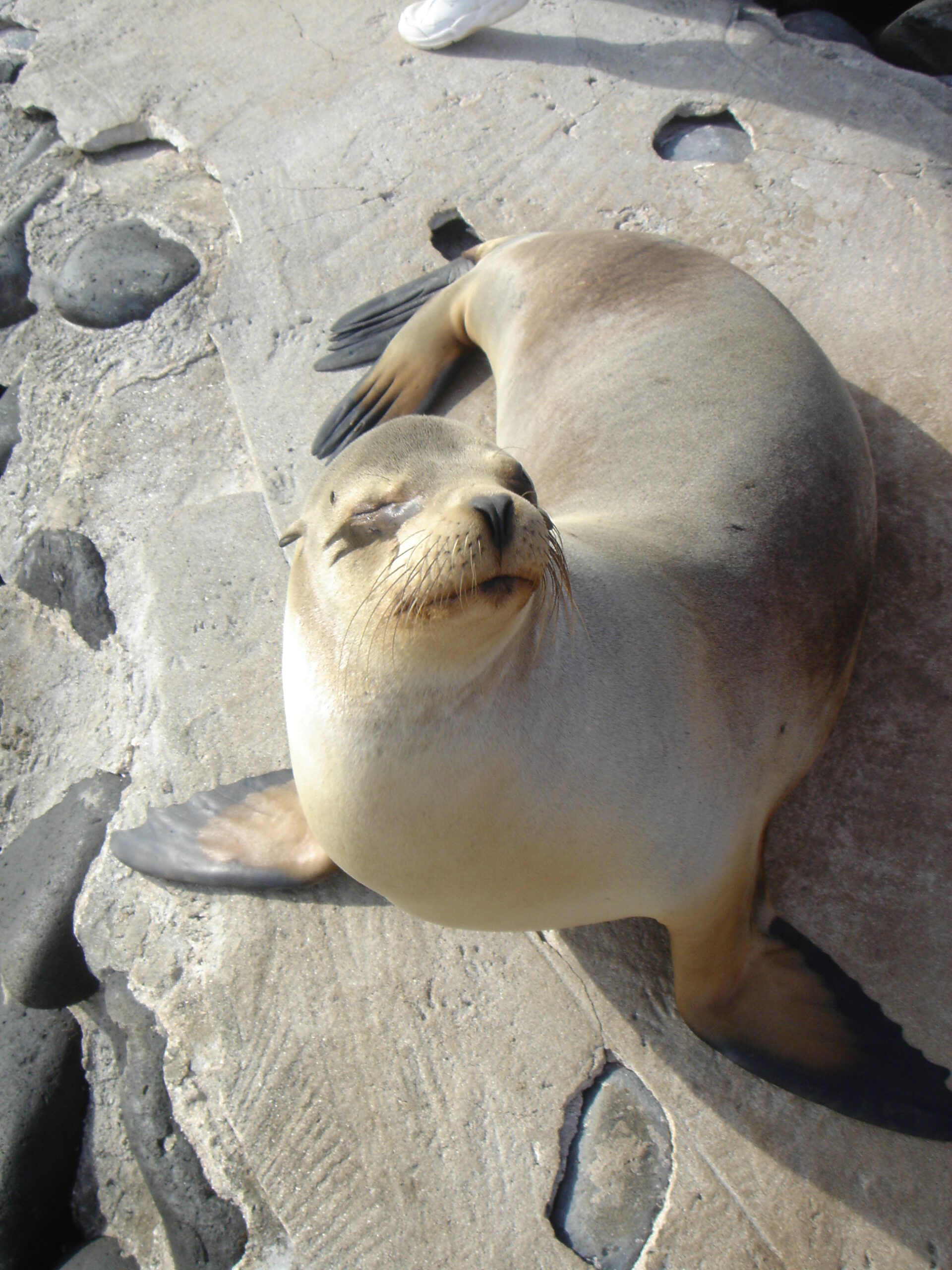 Curious sea lion on Espanola Island