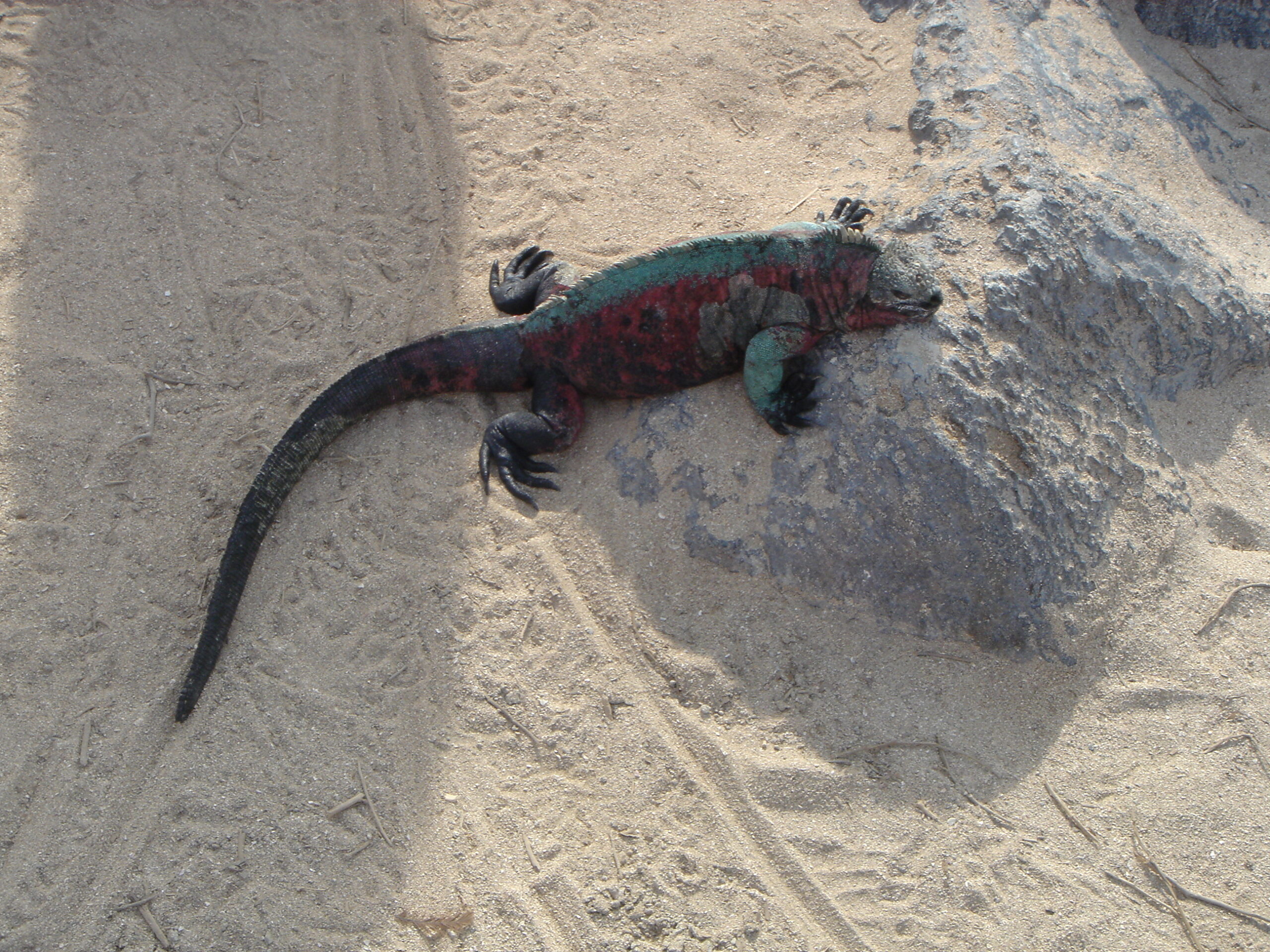 Marine Iguana on Espanola Island