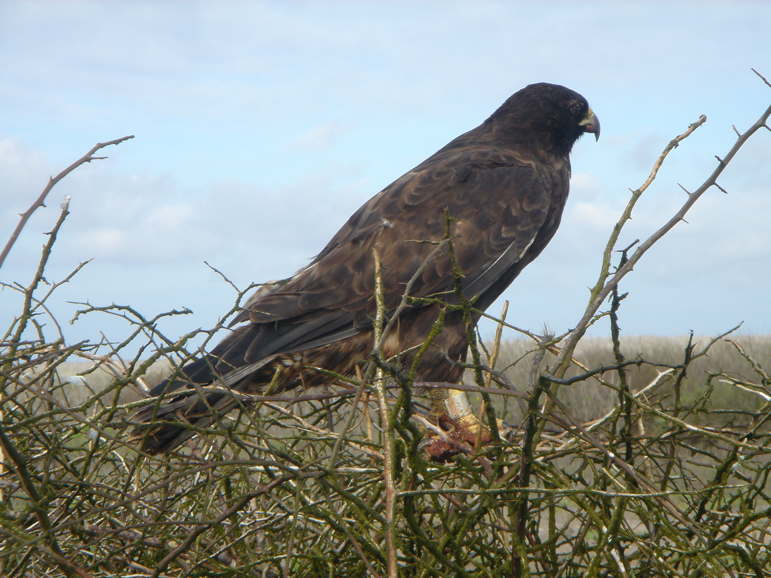 Galapagos Hawk on Espanola Island