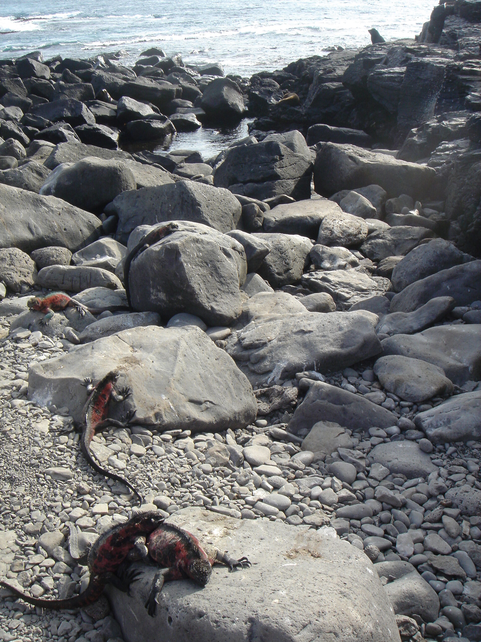 Red Iguanas on Espanola Island 1
