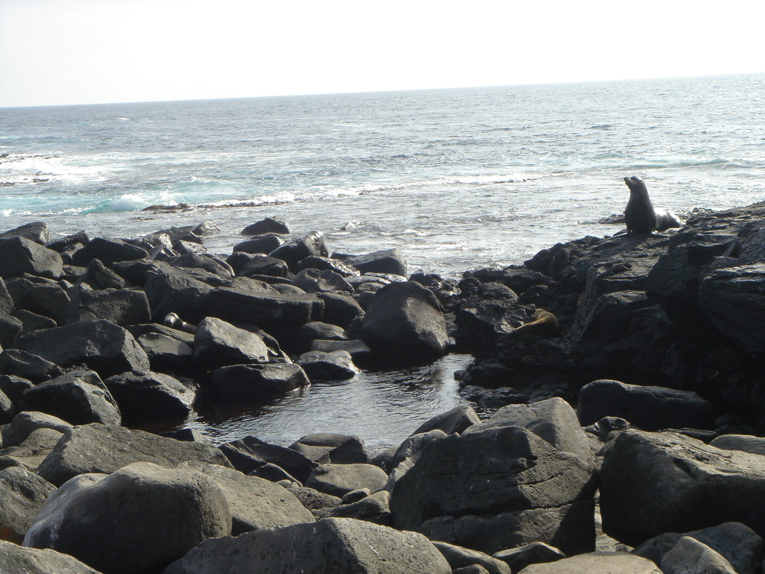 Sea Lion on Espanola Island