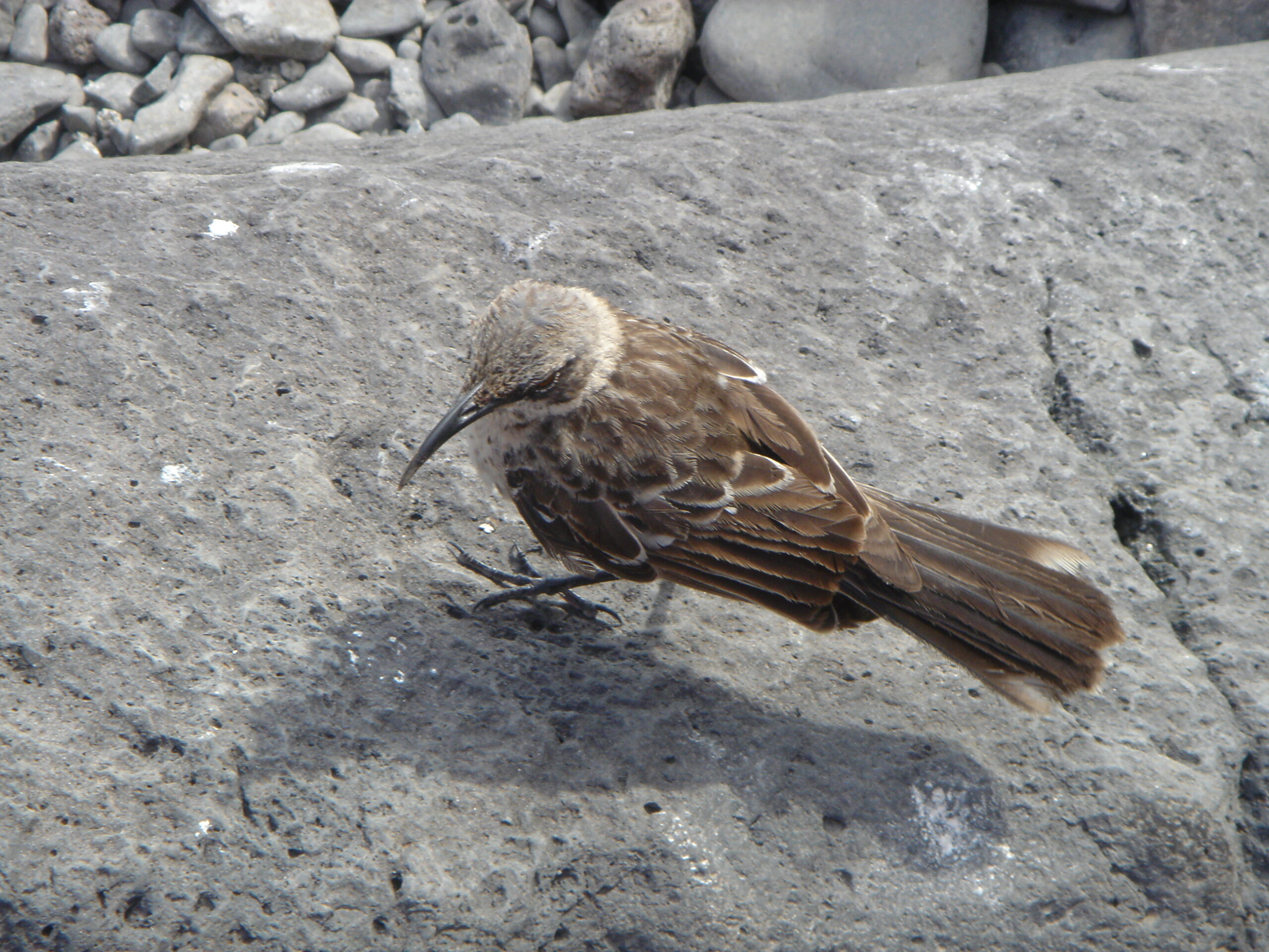 Darwin Finch on Espanola Island