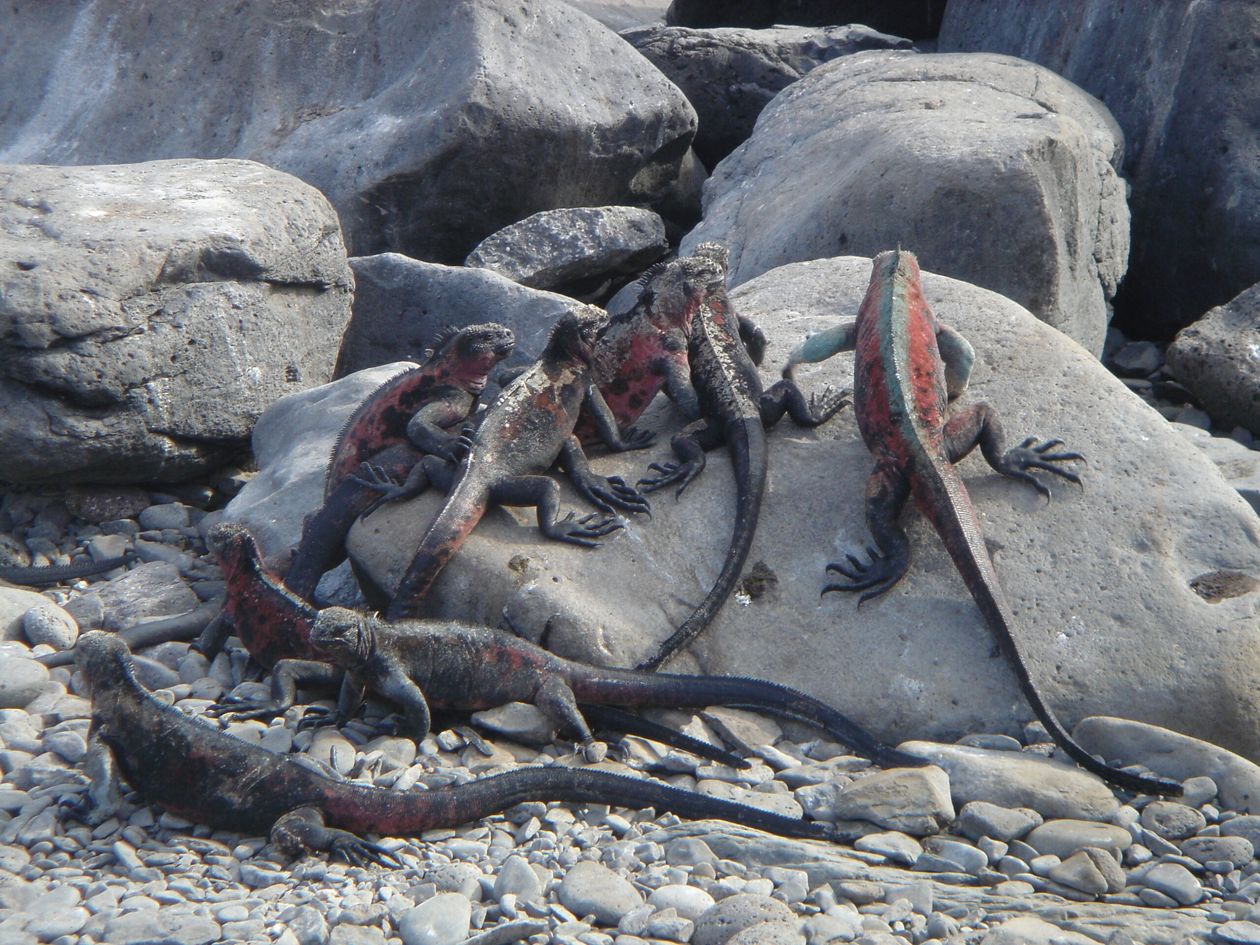 Red Iguanas on Espanola Island 2