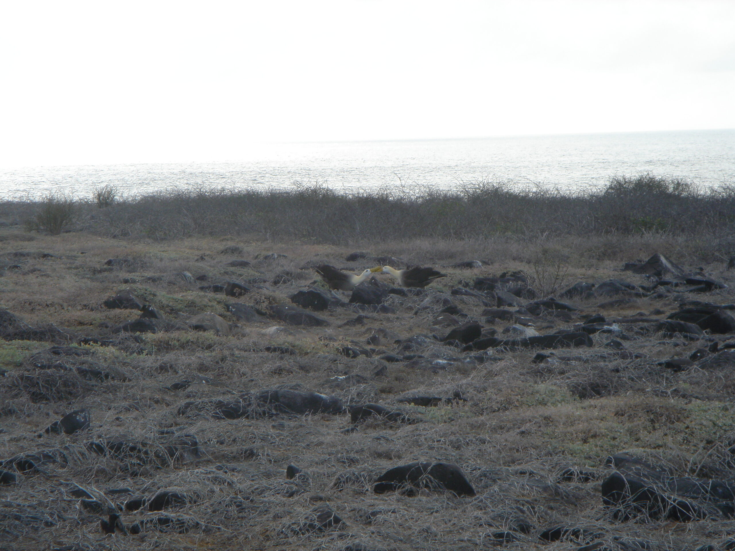 Albatrosses courting on Espanola Island 1