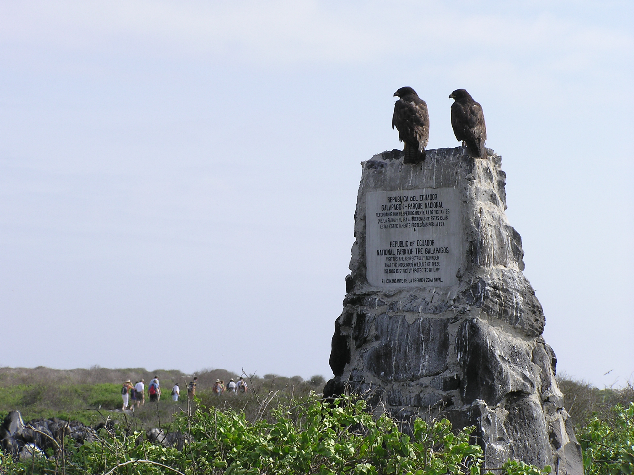 Galapagos Hawks on national park monument on Espanola Island
