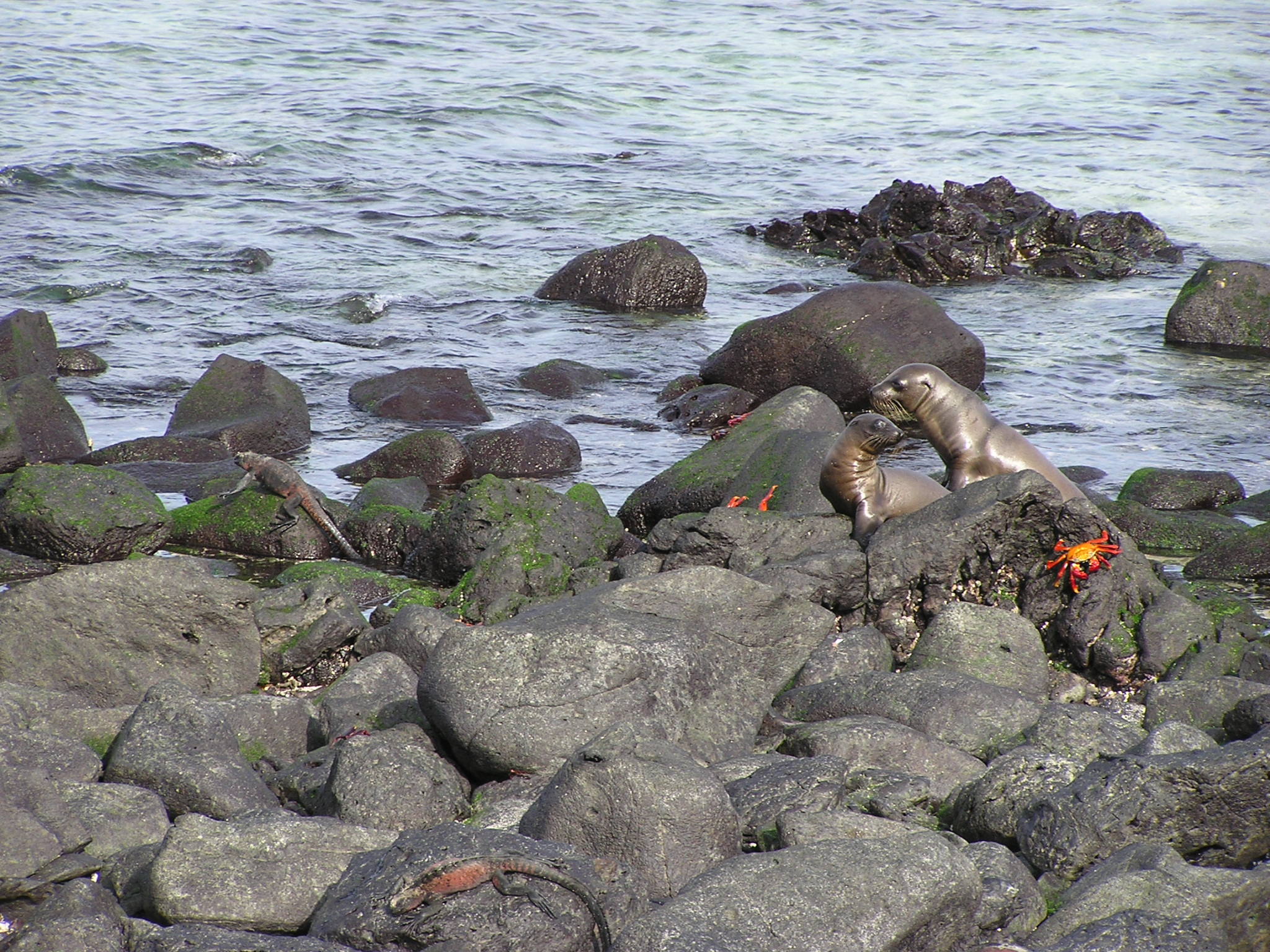 Sea lions and iguanas on Espanola Island coast