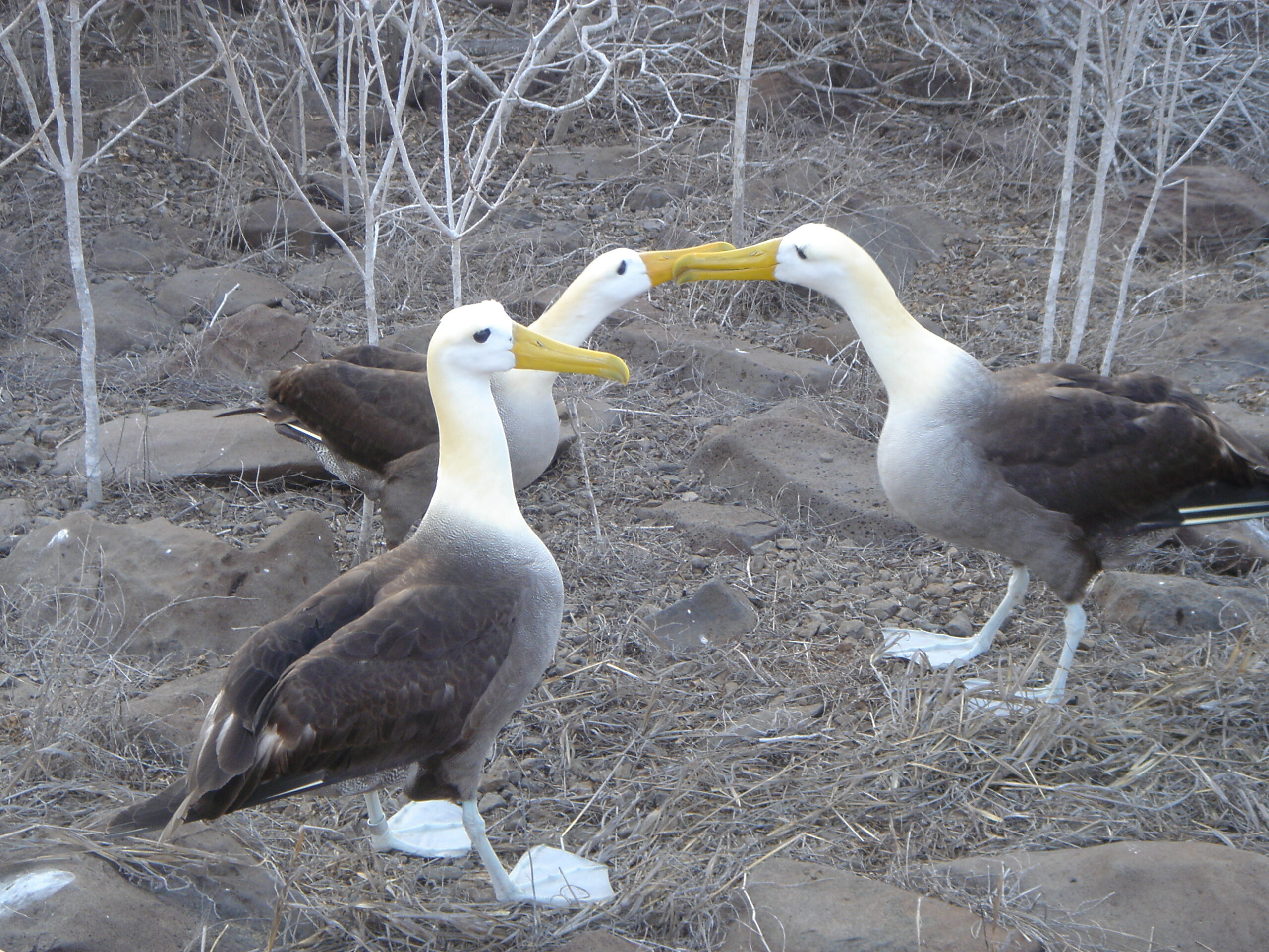 Albatrosses on Espanola Island 5