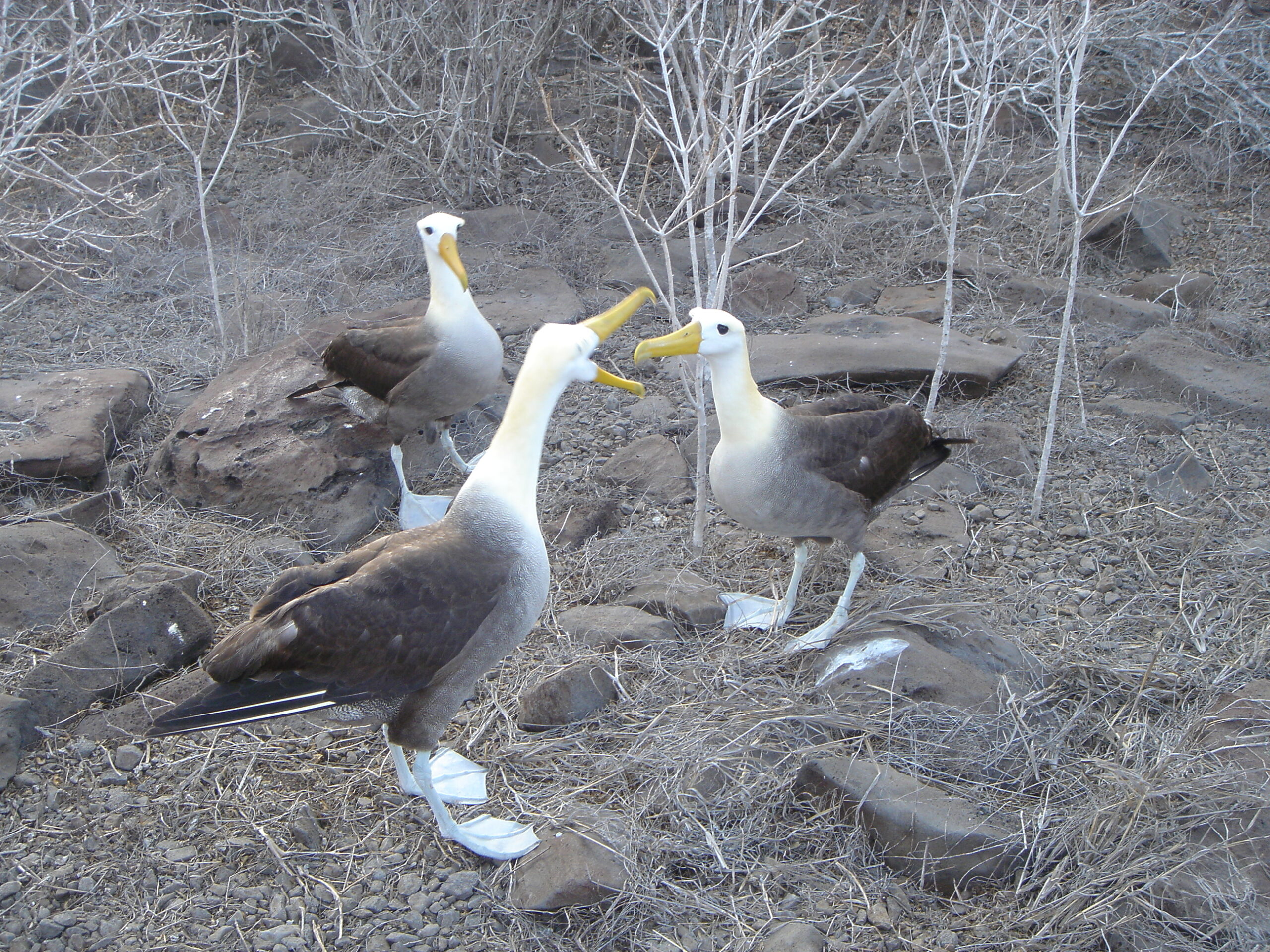 Albatrosses on Espanola Island 8