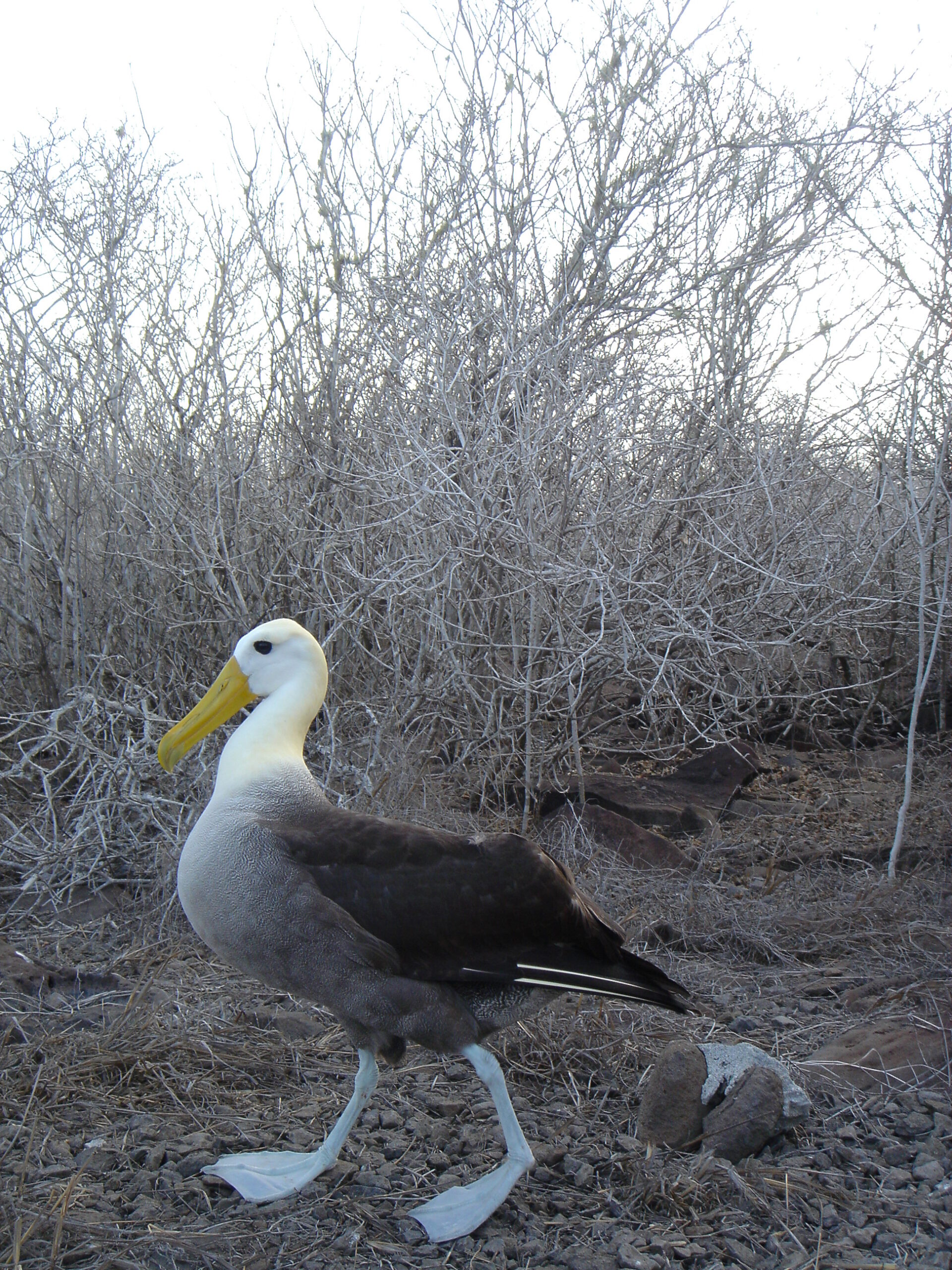 Albatrosses on Espanola Island 12