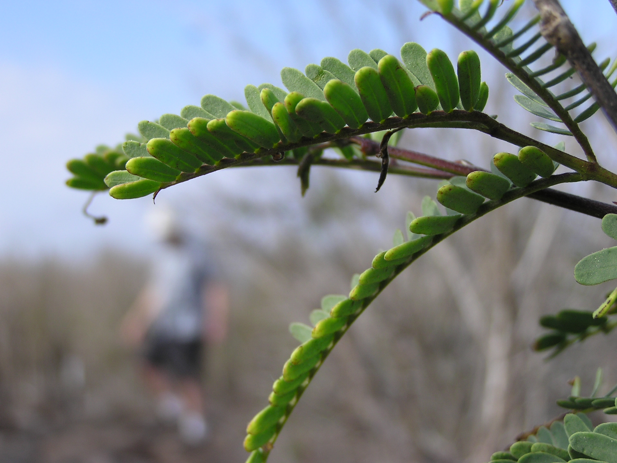 Green plant on Espanola Island close-up