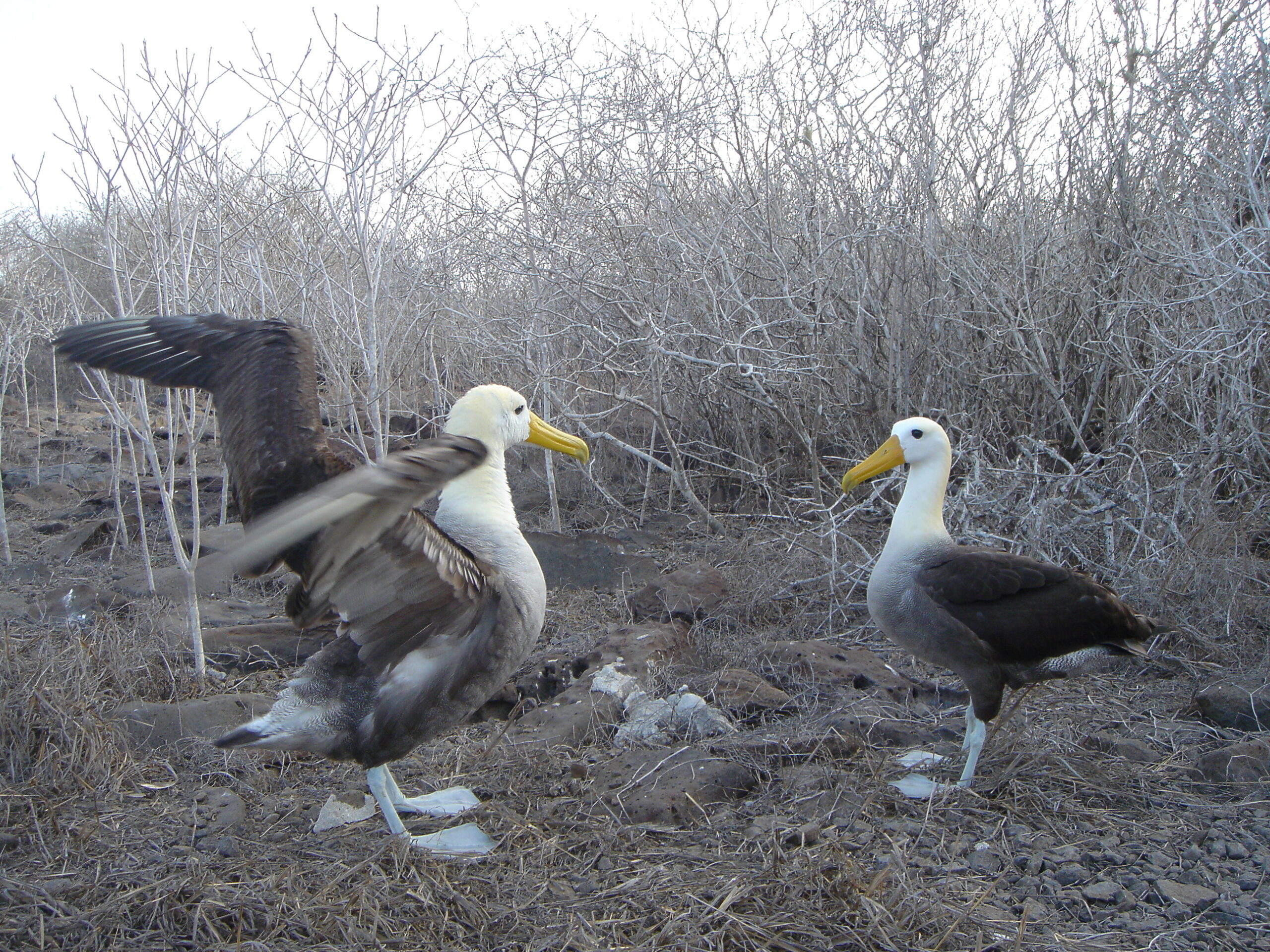 Albatrosses on Espanola Island 15