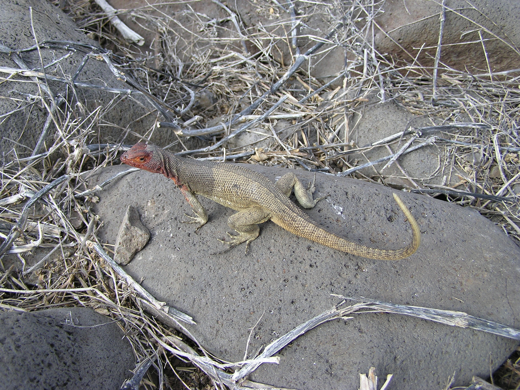Red iguana on Espanola Island 2