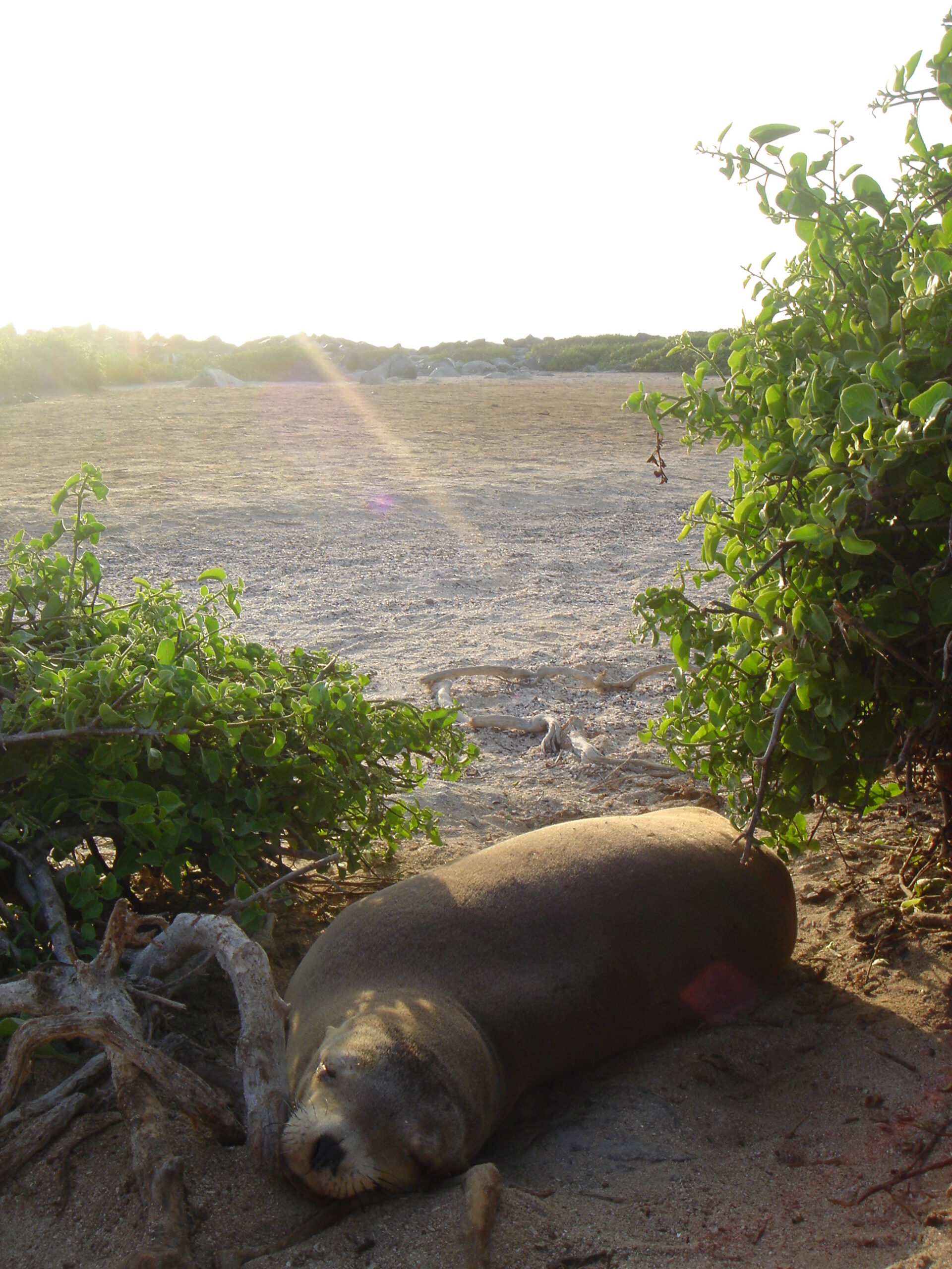 Sea Lion sleeping on Espanola Island