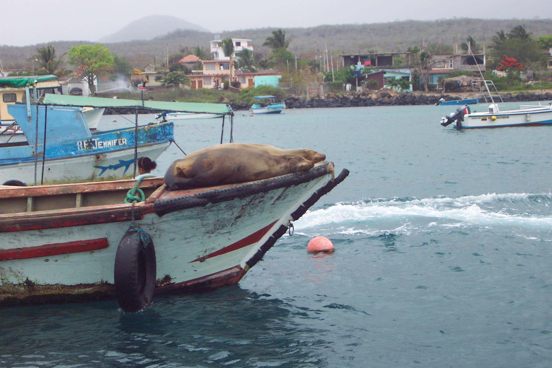 Sea lion sleeping on boat in Puerto Baquerizo Moreno 1