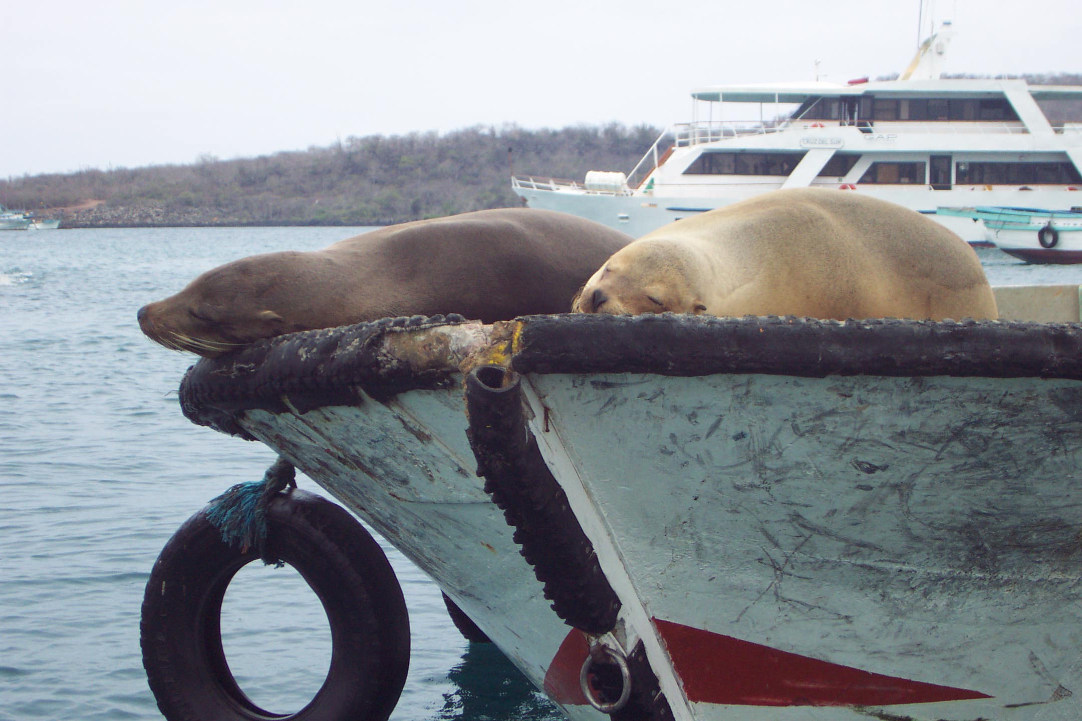 Sea lion sleeping on boat in Puerto Baquerizo Moreno 2