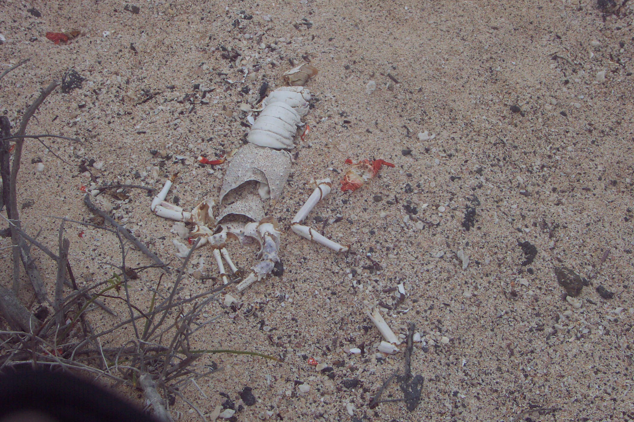 Skeleton on Bachas Beach