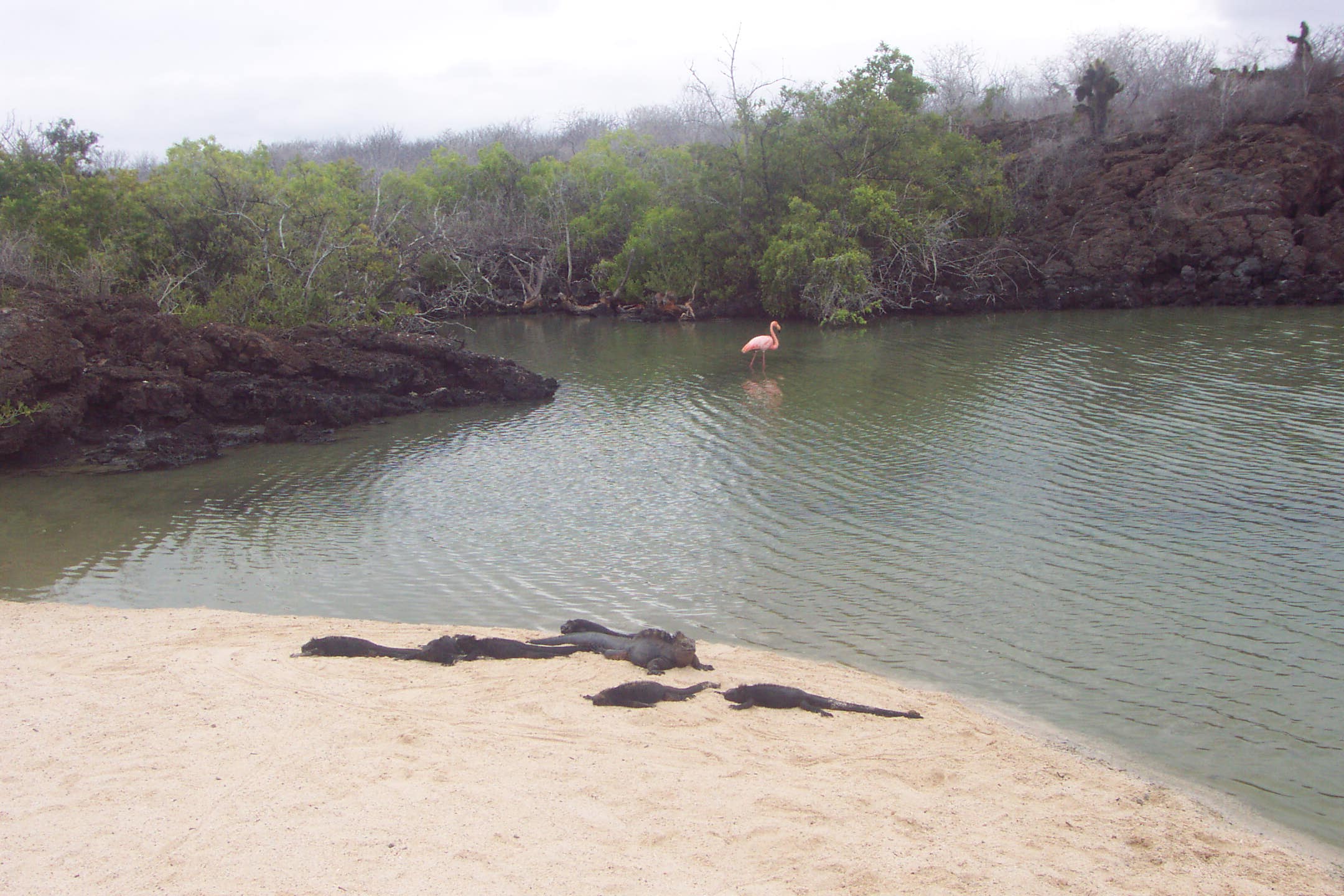 Flamingo with iguanas on Bachas Beach