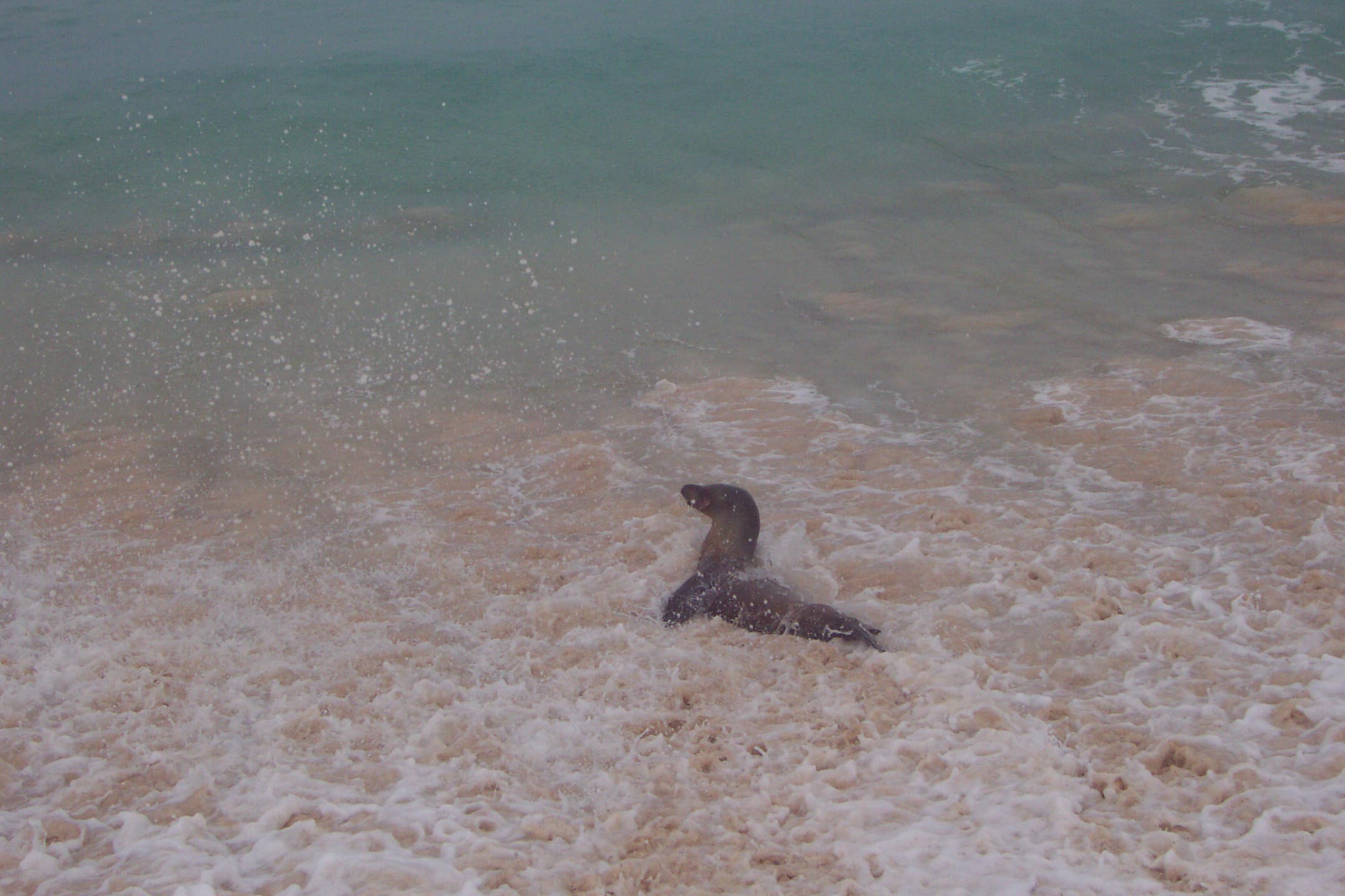 Sea lion on Bachas Beach 4