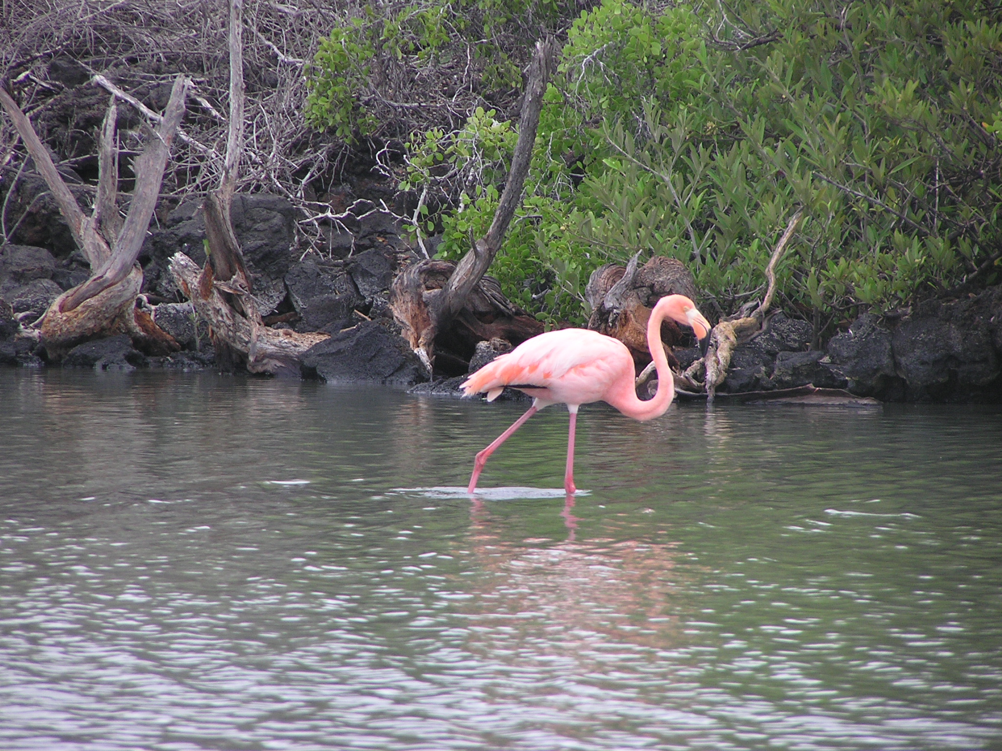 Flamingo on Bachas Beach