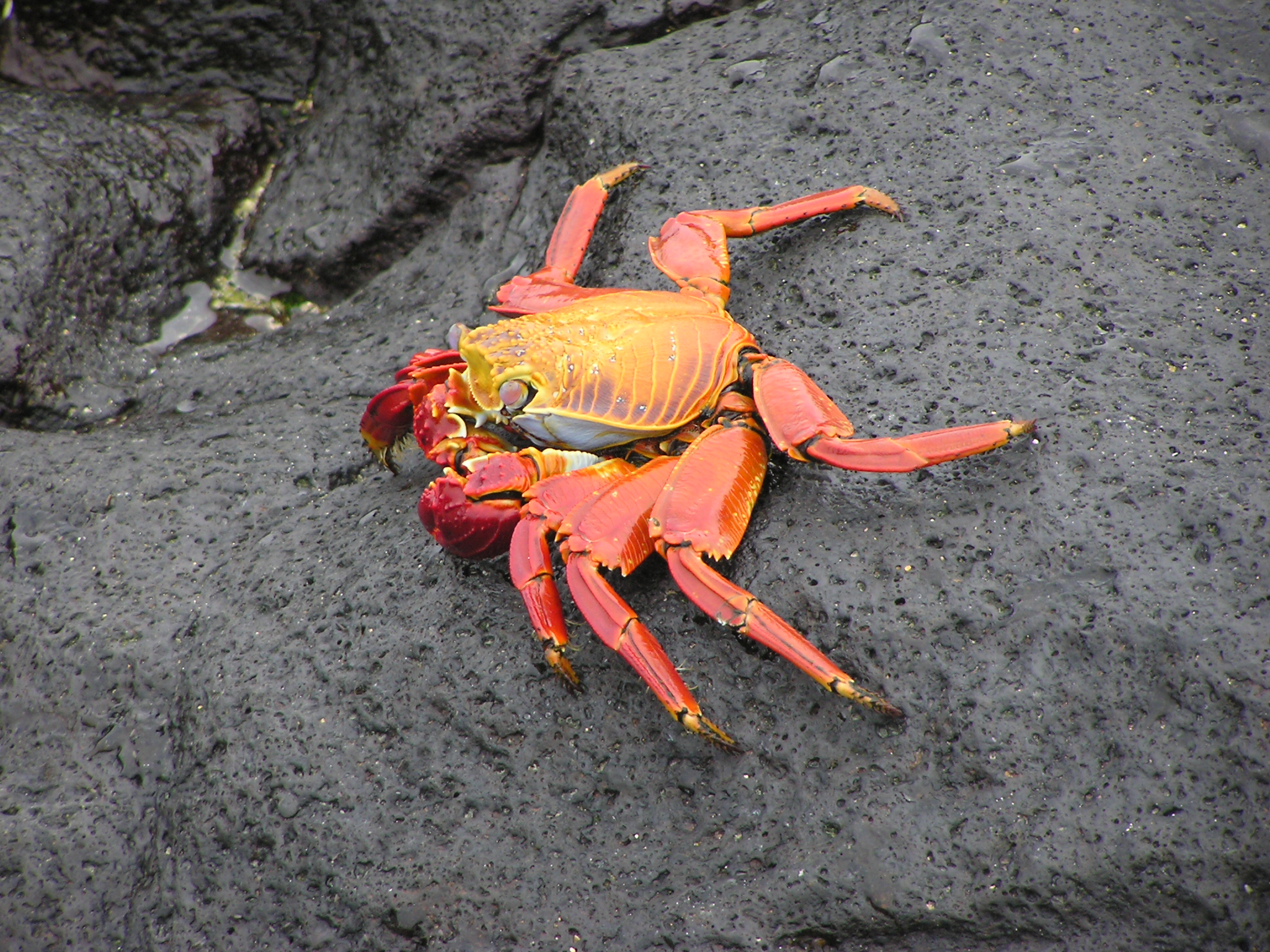Sally Lightfoot Crab on Bachas Beach
