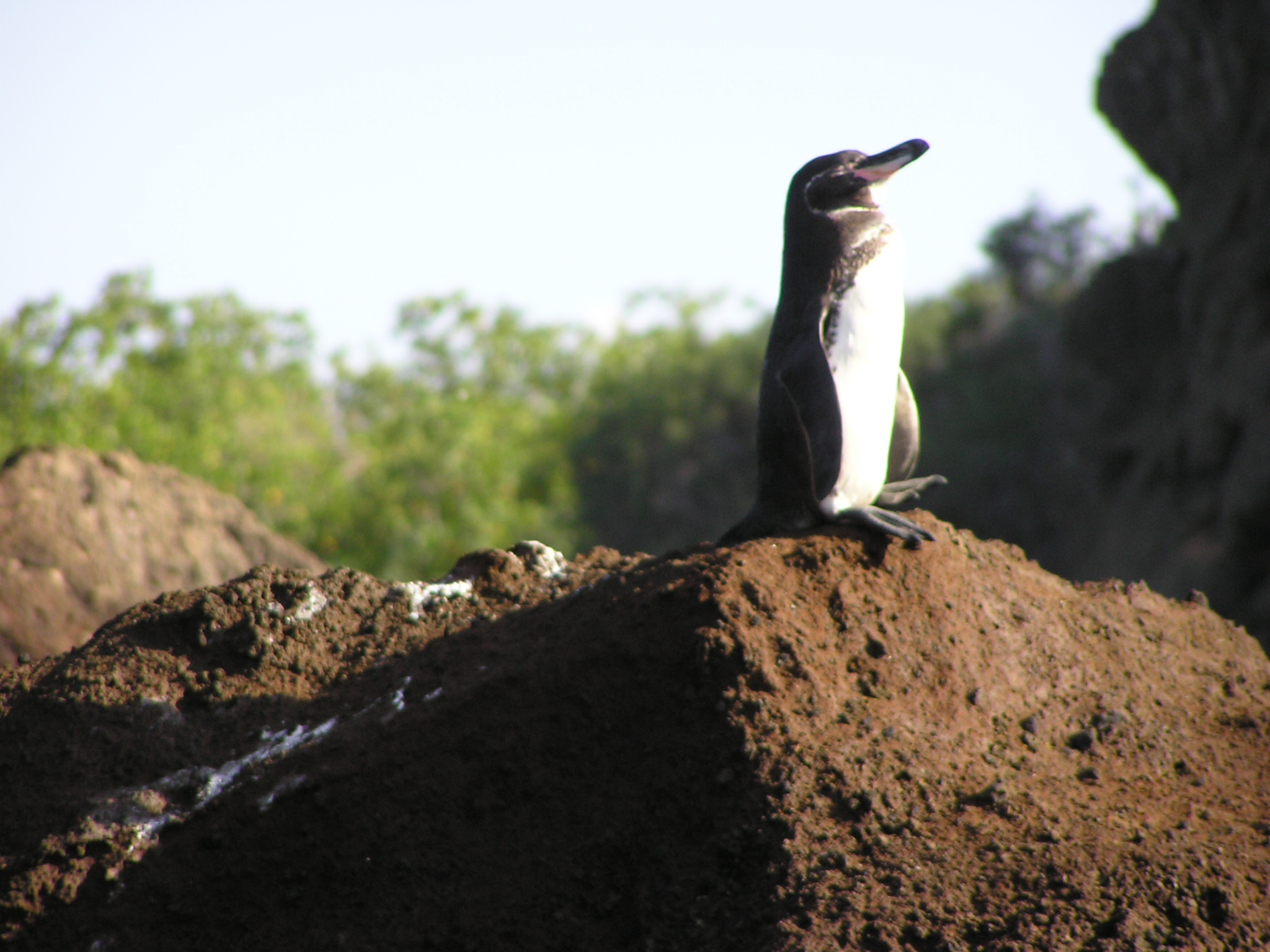 Penguins on Bartolome Island 1