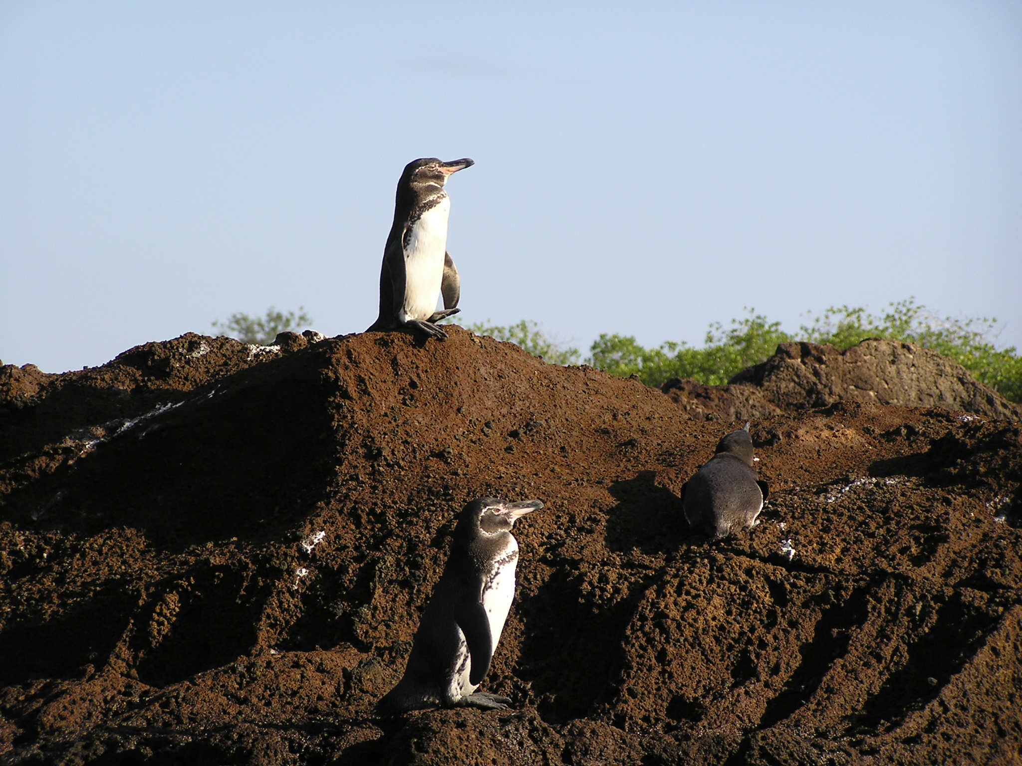 Penguins on Bartolome Island 2
