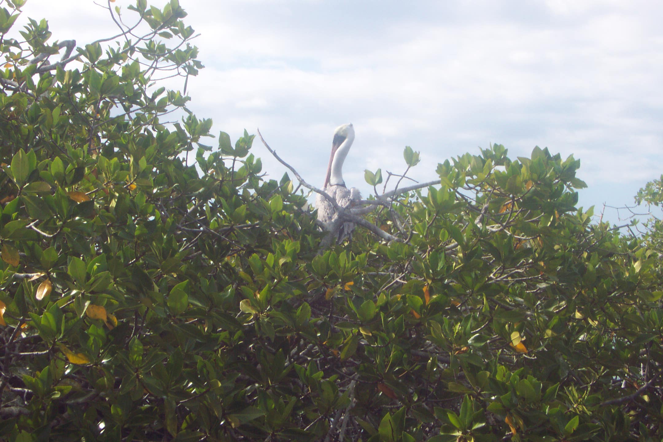 Bird on Fernandina Island