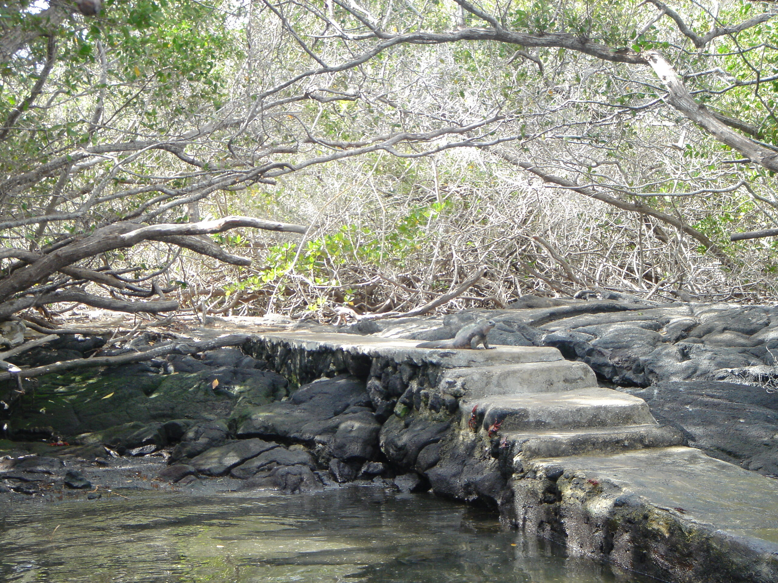 Iguana on stone steps on Fernandina Island