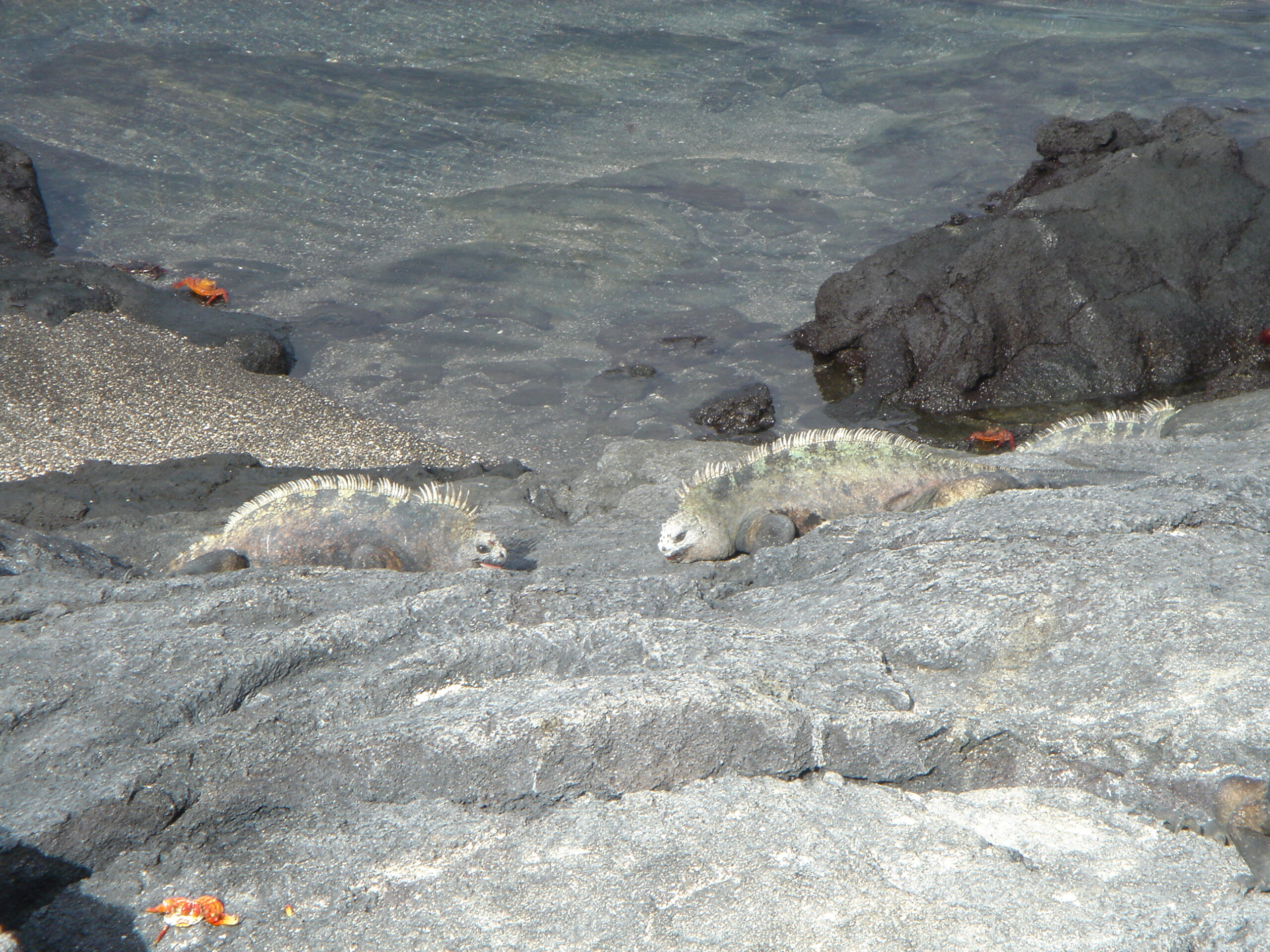 Iguanas fighting on beach on Fernandina Island