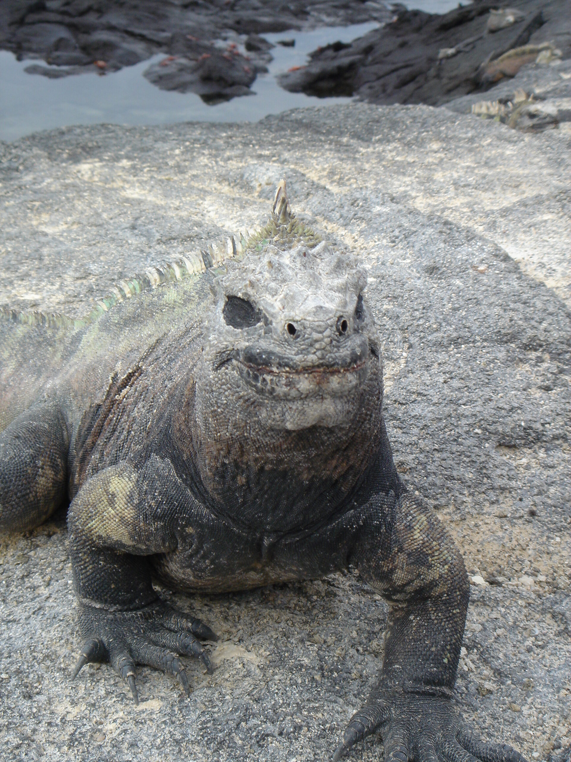 Iguana close-up on Fernandina Island 2b