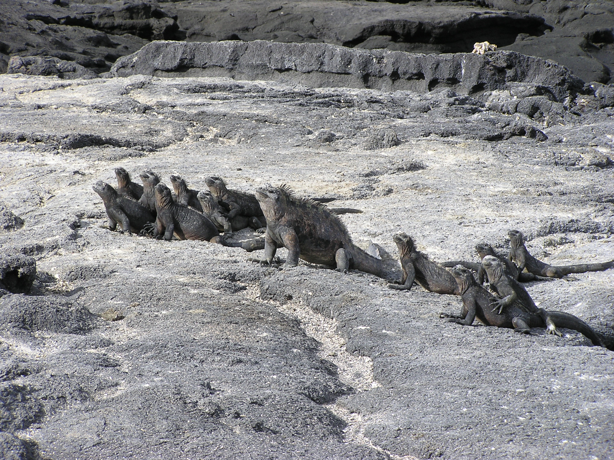 Iguanas on beach on Fernandina Island 2