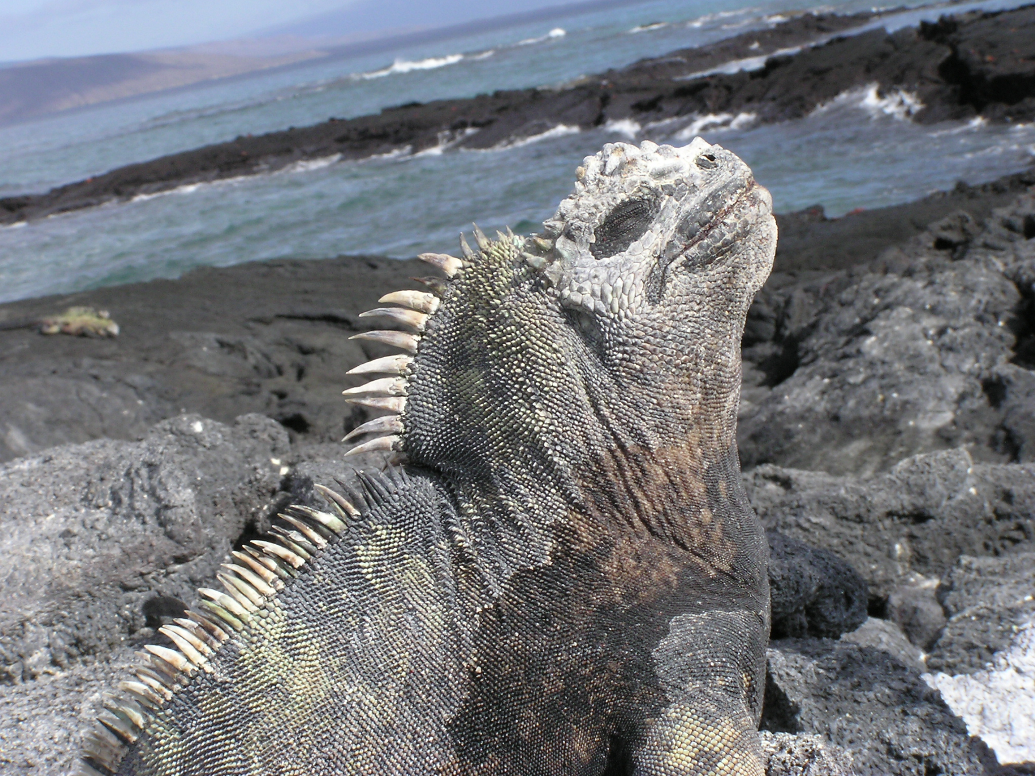 Iguana close-up on Fernandina Island 2