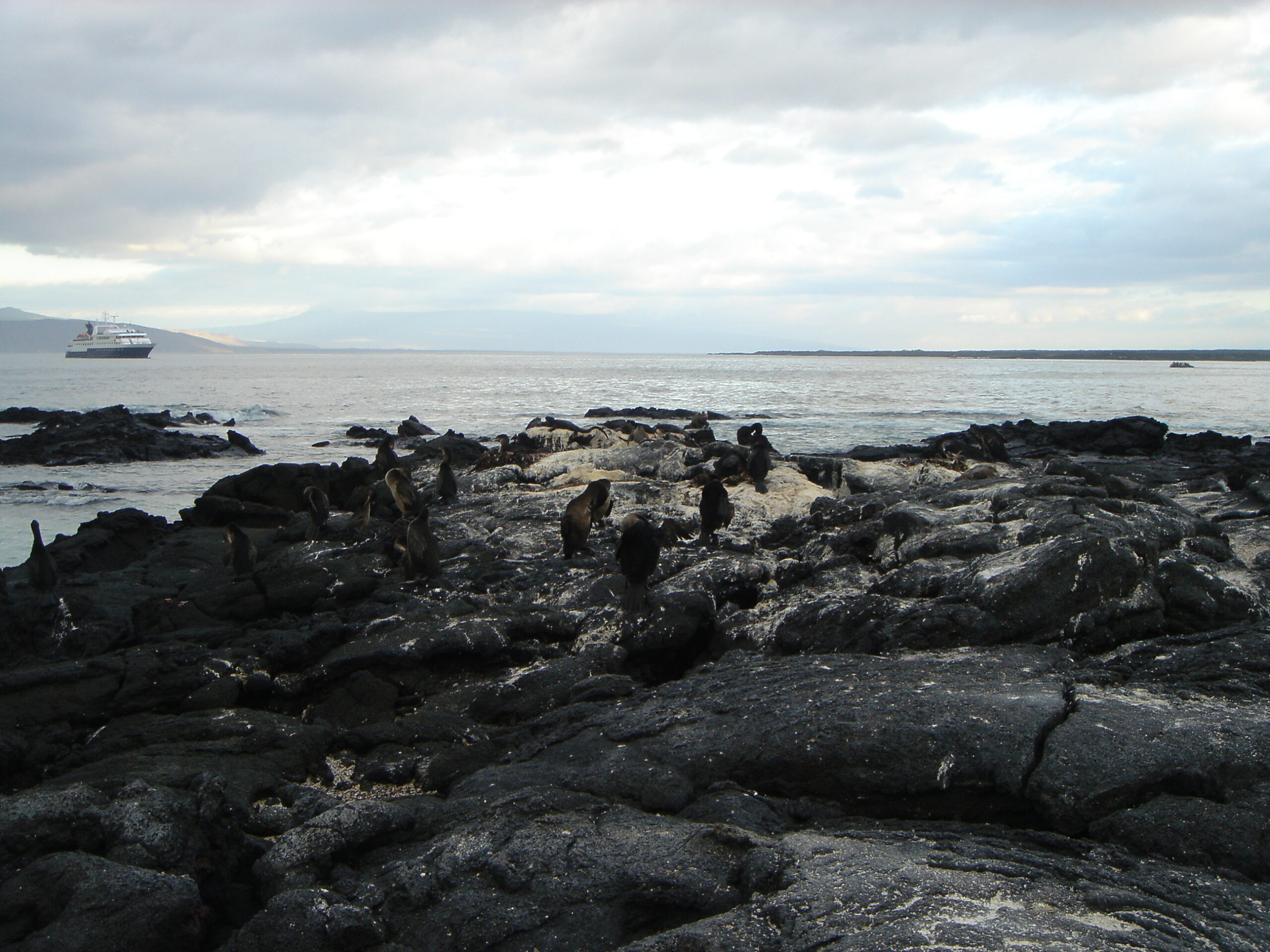 Flightless cormorants on Fernandina Island