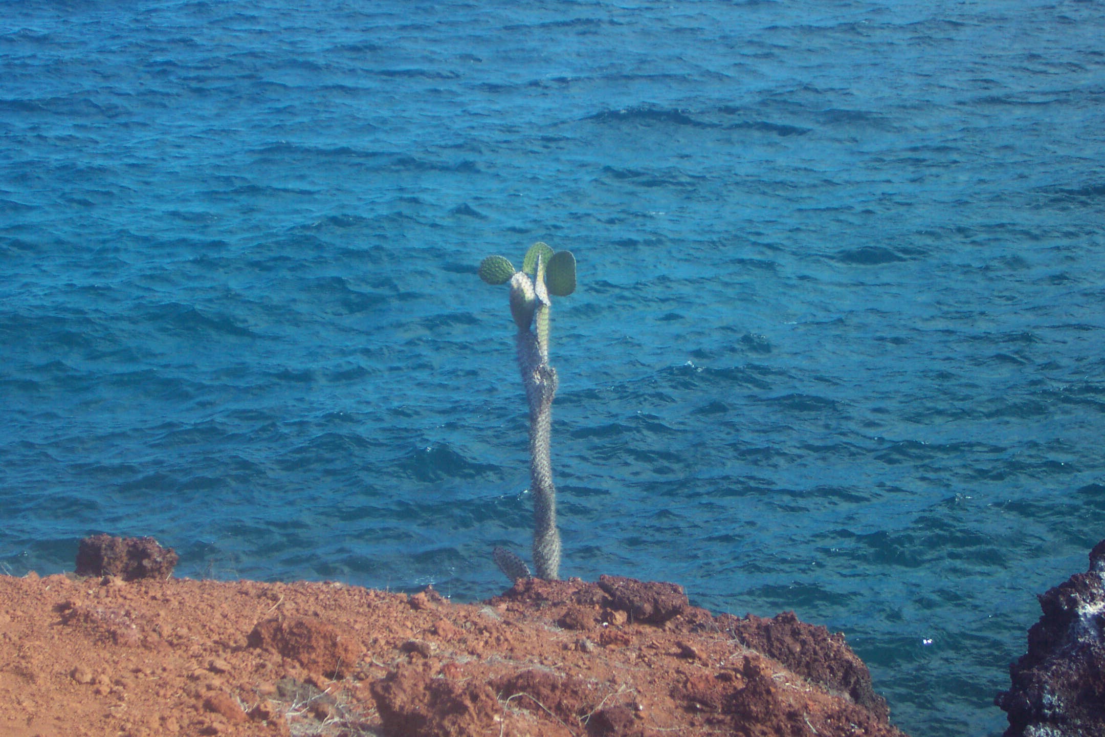Cactus on Rabid Island 3