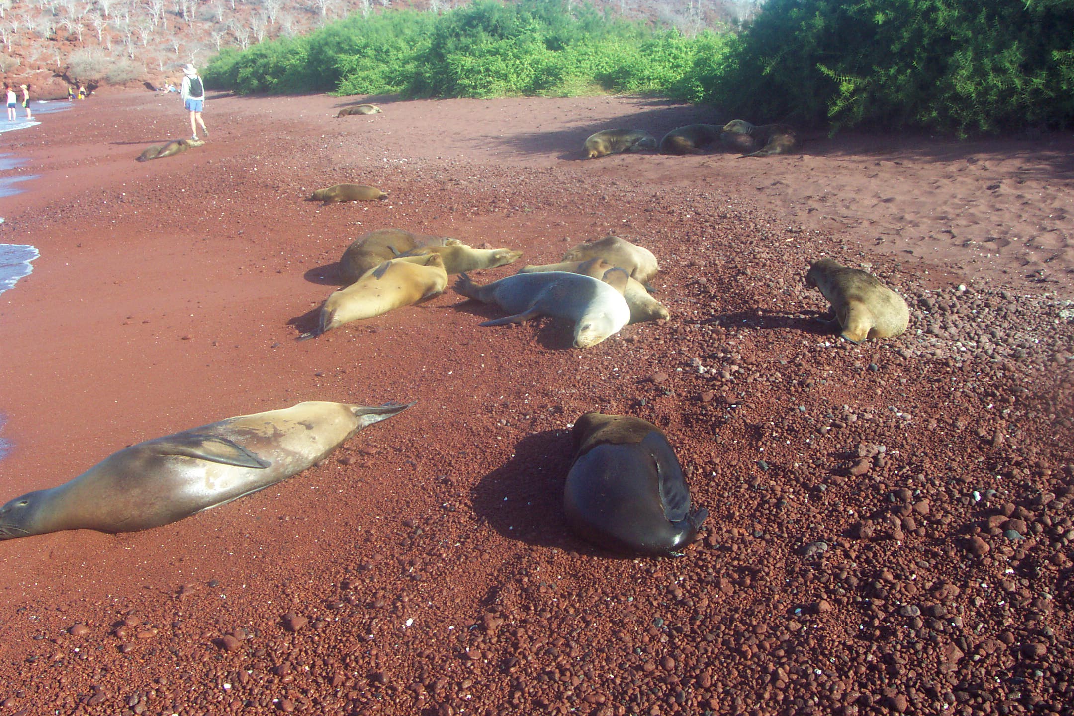 Sea lions sleeping on Rabida Island 2