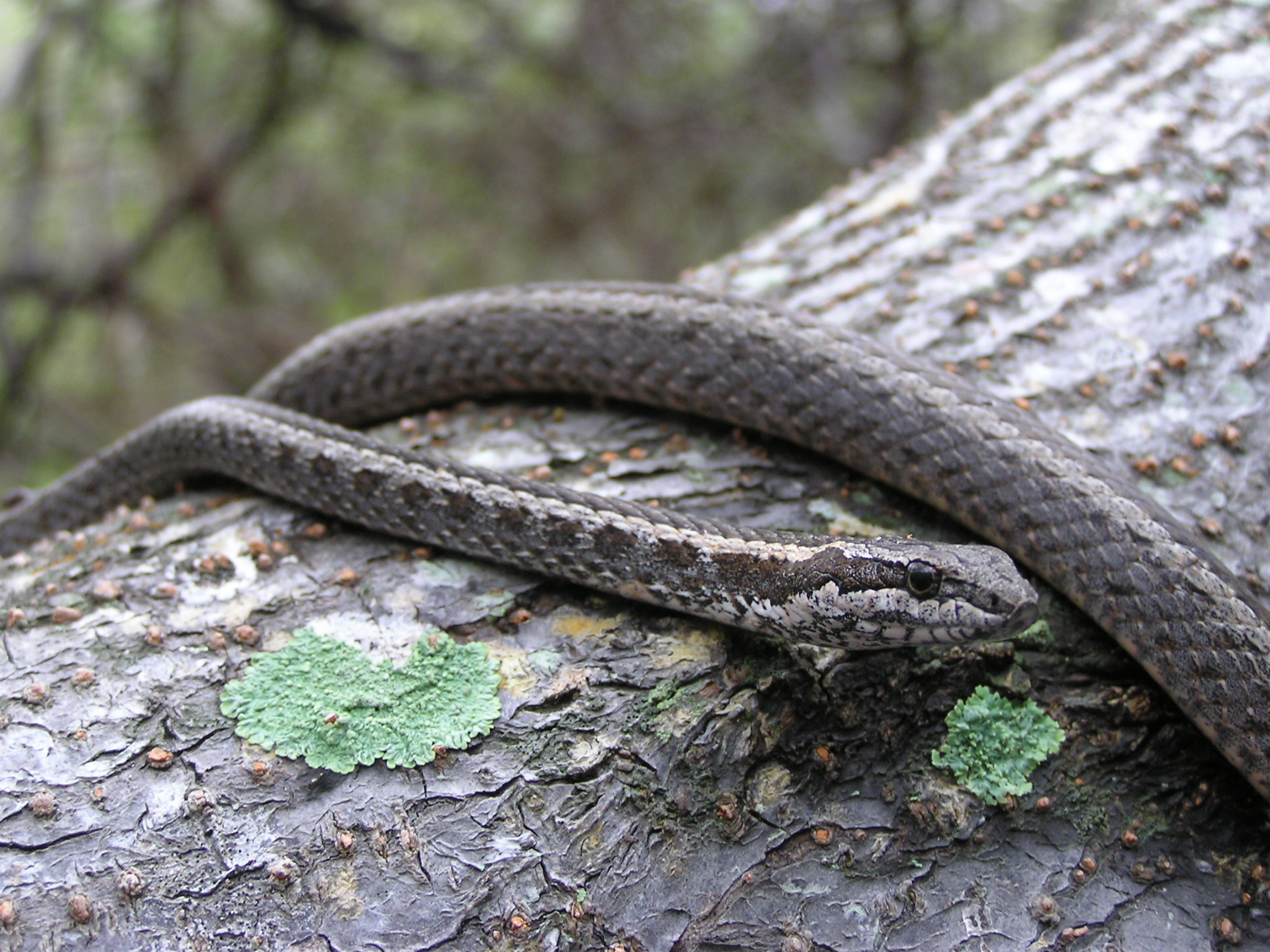Snake on Santiago Island