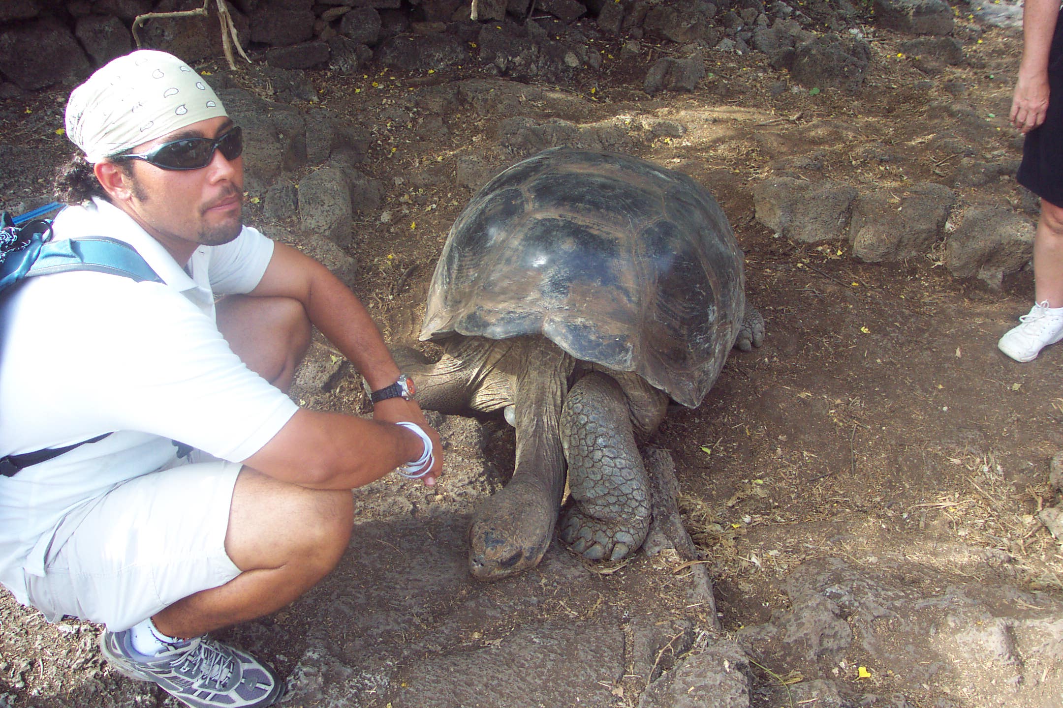 Giant tortoise on Santa Cruz Island 2