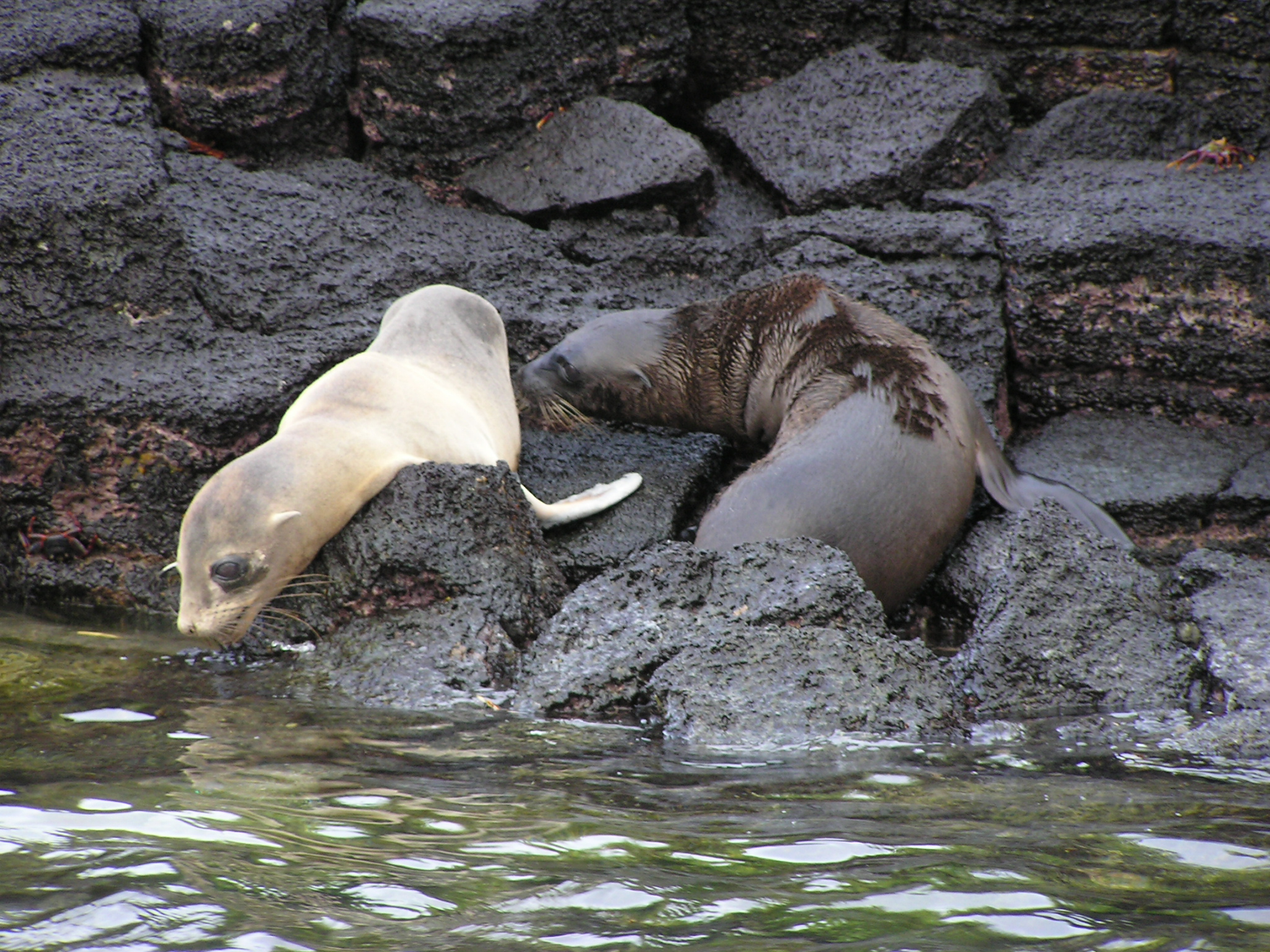 Sea lions on Floreana Island shore 1