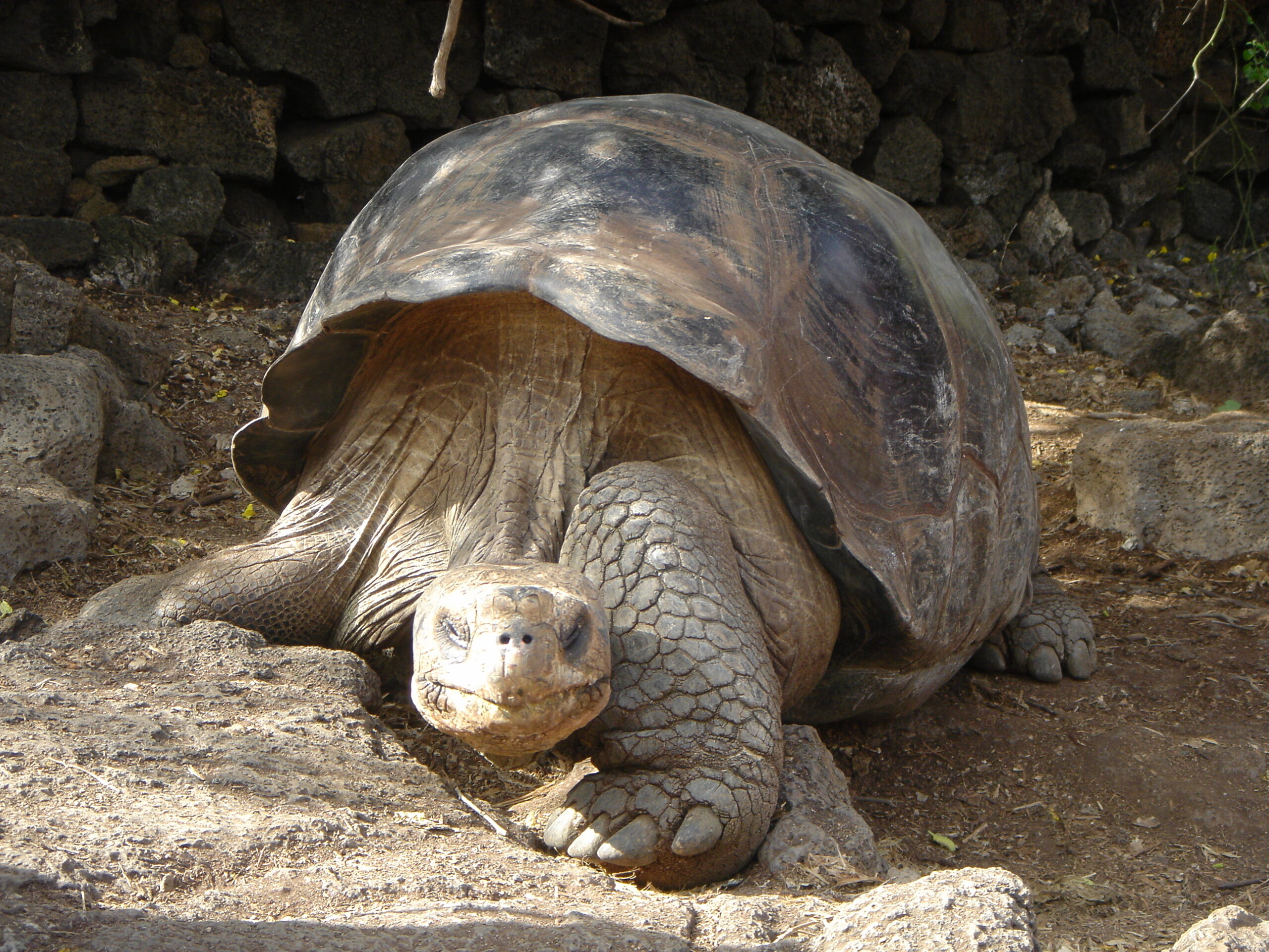 Giant tortoise on Santa Cruz Island 2b
