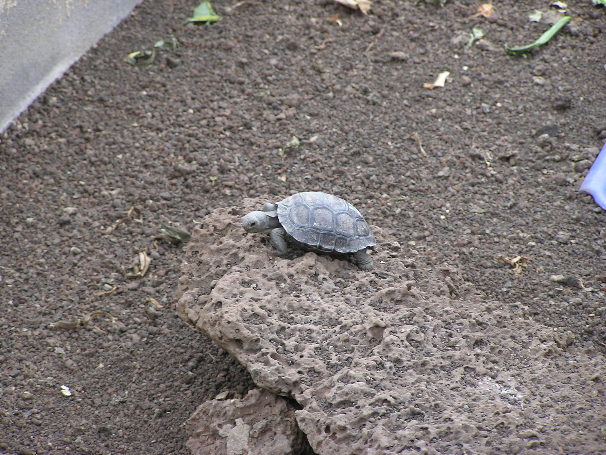 Small tortoise on Santa Cruz Island