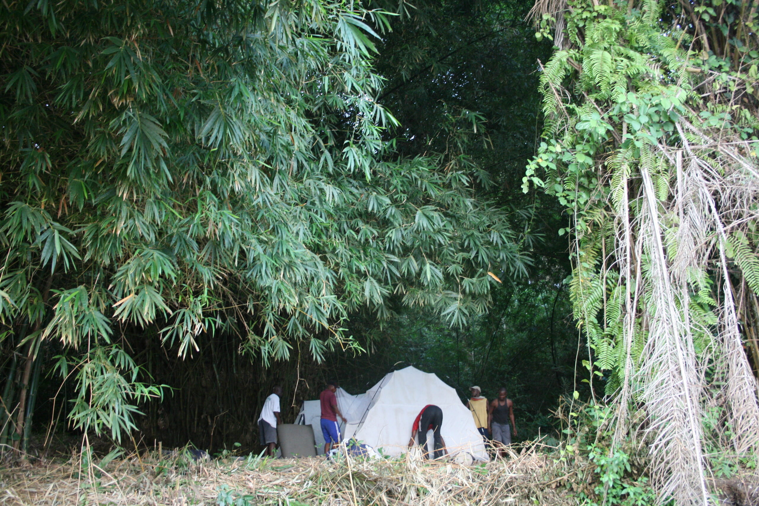 Erecting tents below trees in Basoko