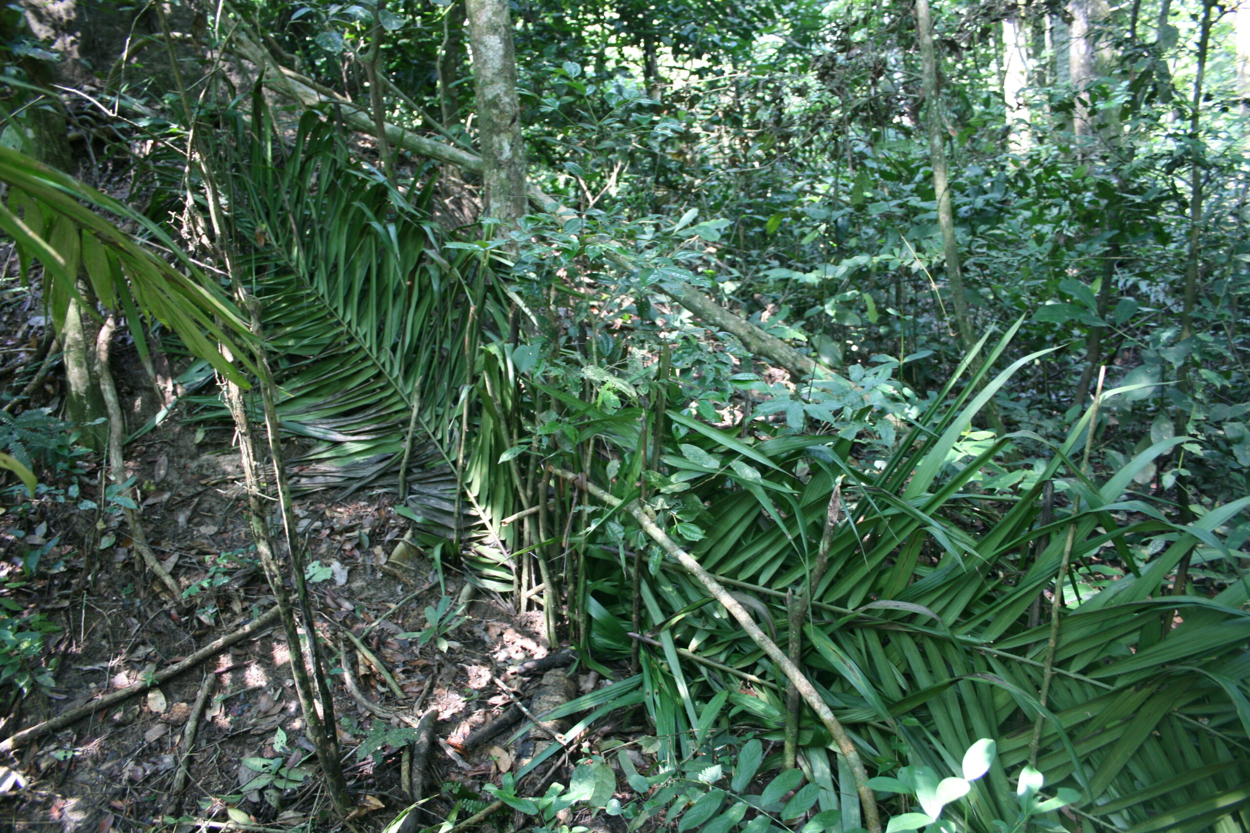 Jungle trap