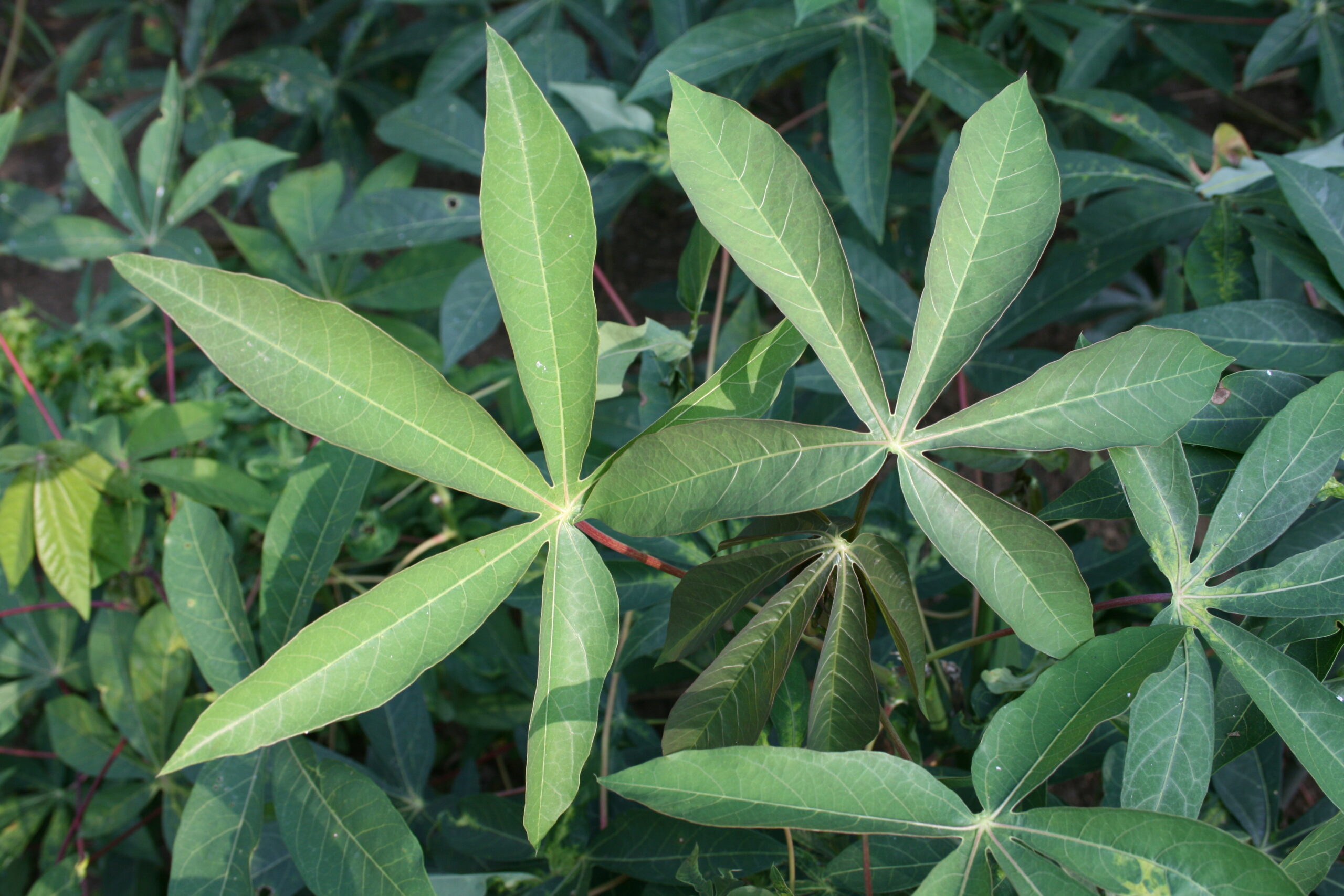 Manioc plants in Malonbolombo