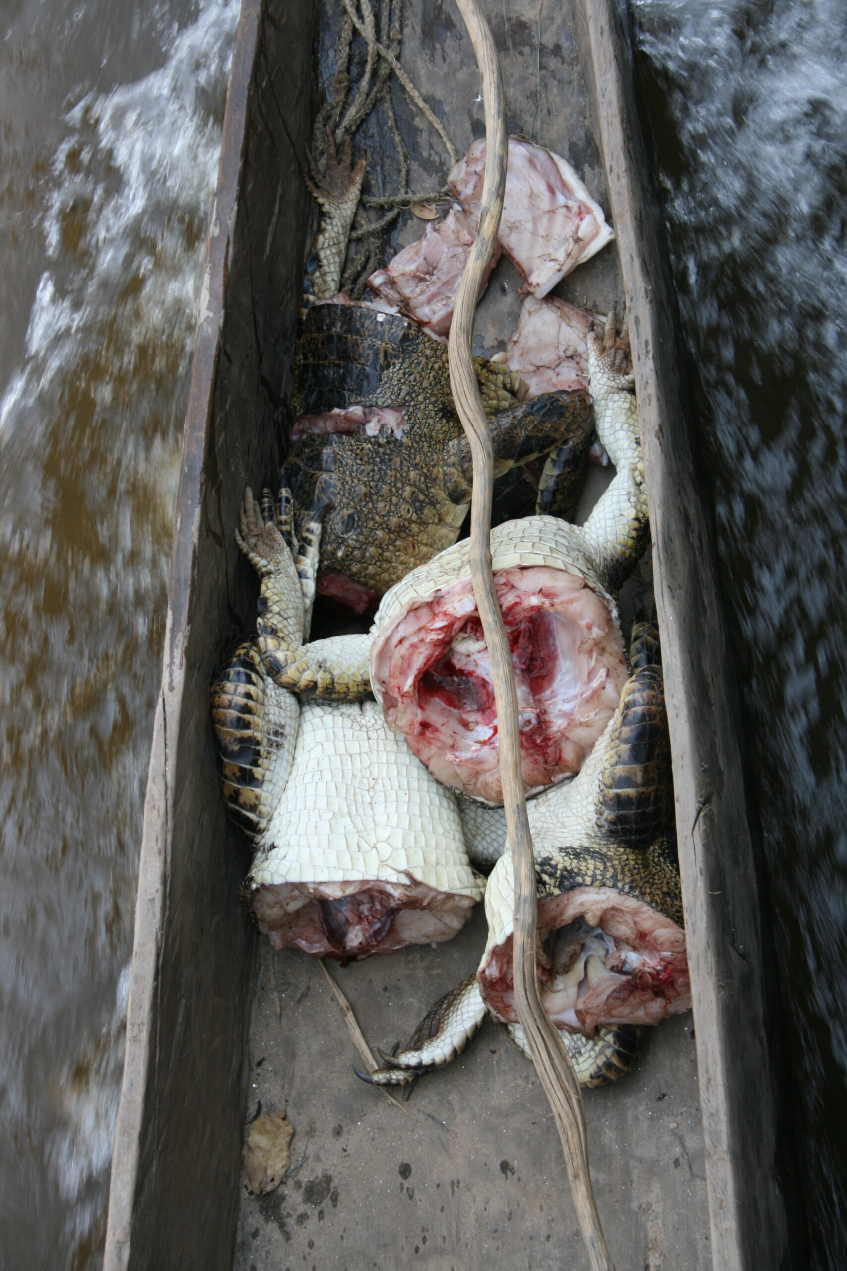 Crocodile meat in pirogue