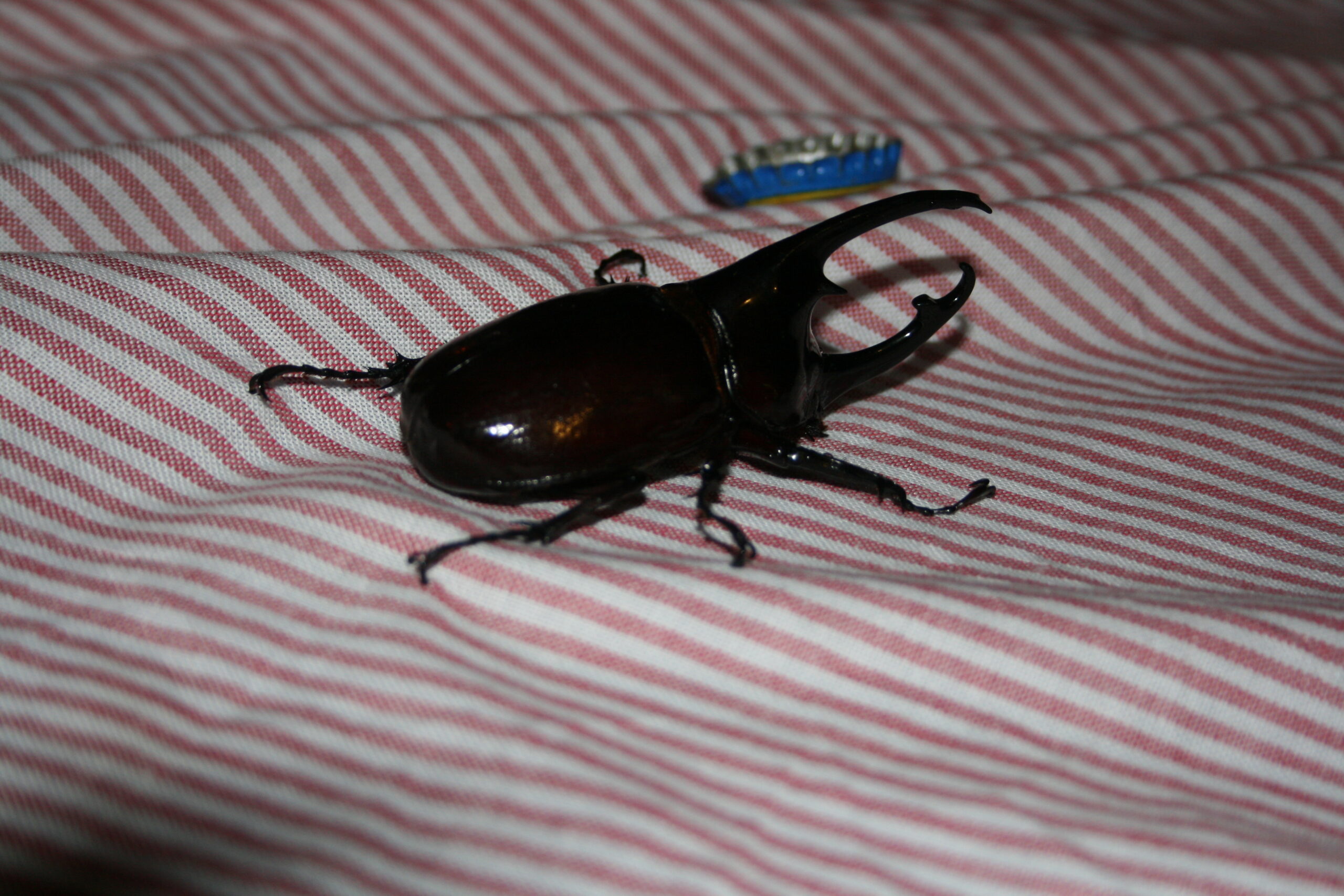Huge cockroach