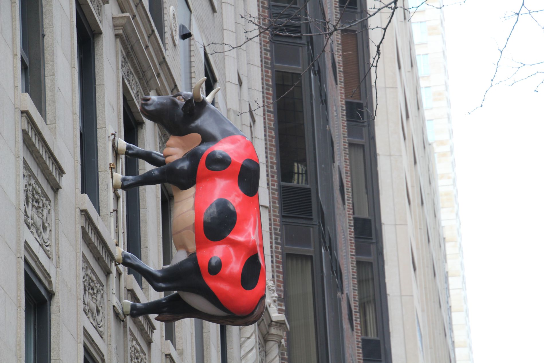 Chicago cow on building