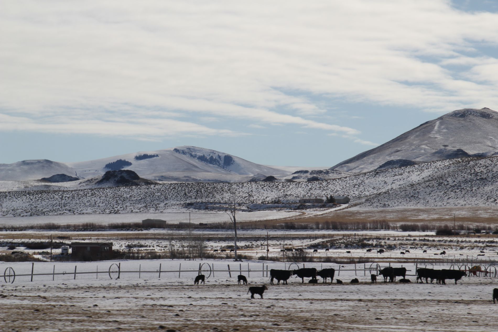 Cows in Sun Valley, Idaho