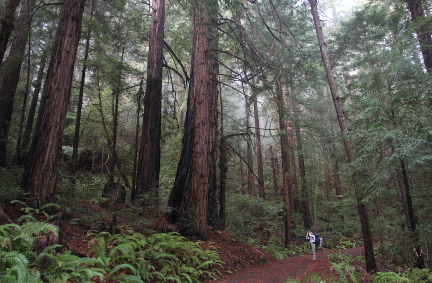 A hiker takes a photo of a huge redwood tree in San Francisco&#039;s Pescadero Creek Park.