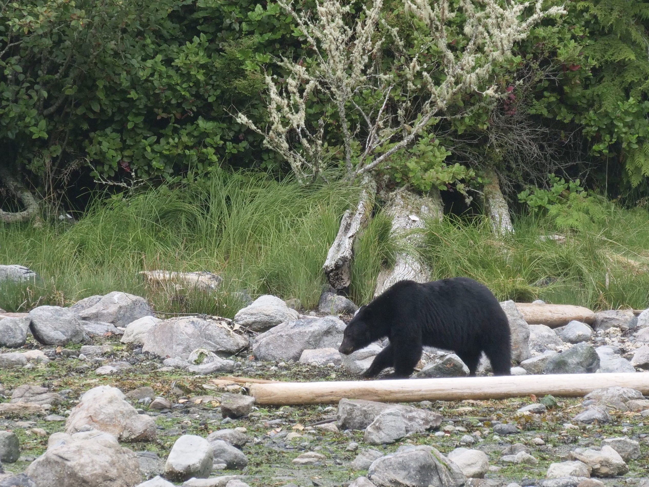 Bear in Broughton Islands